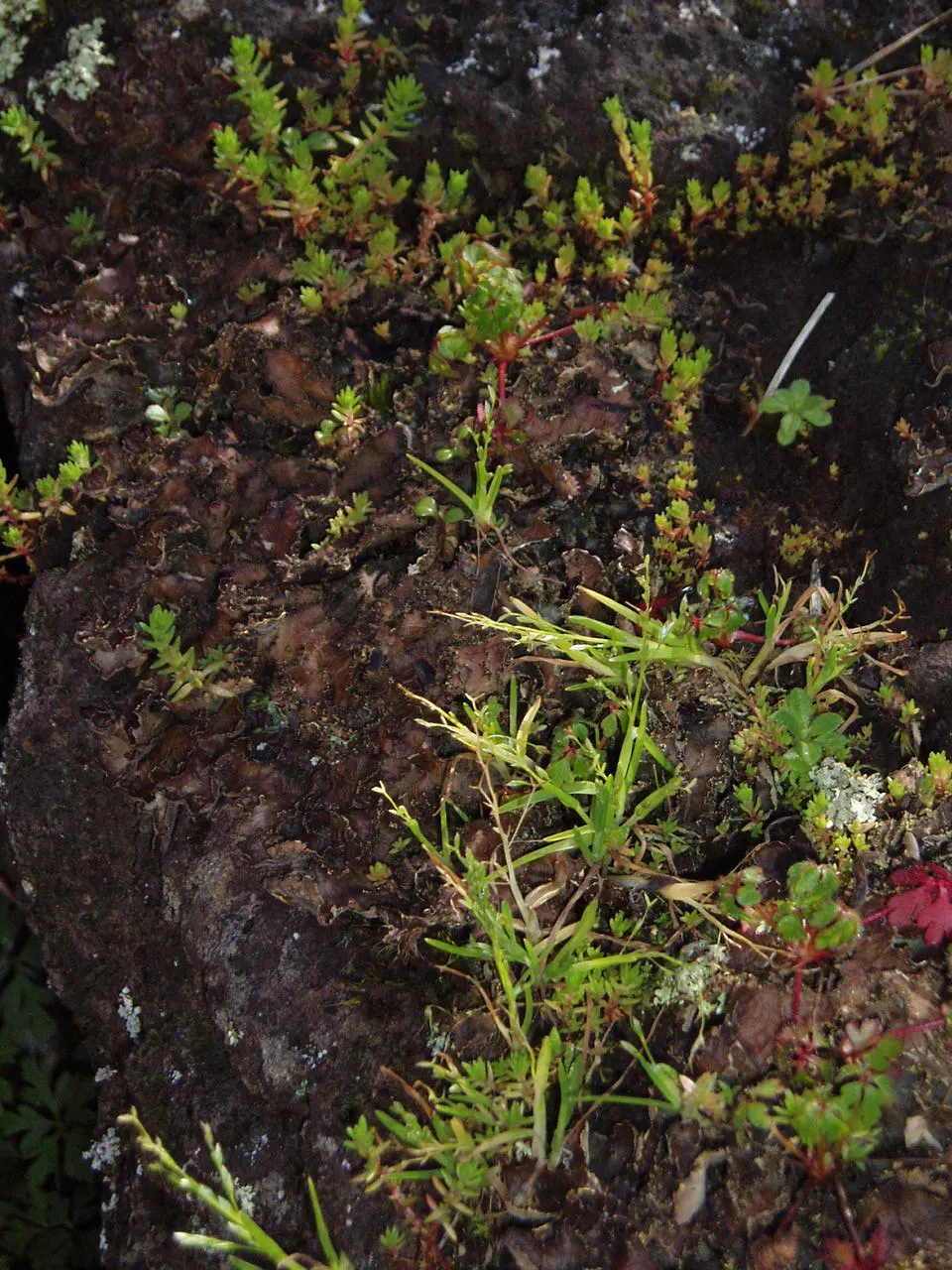 Bluegrass (Poa Annua) — rather than an unwelcome intruder