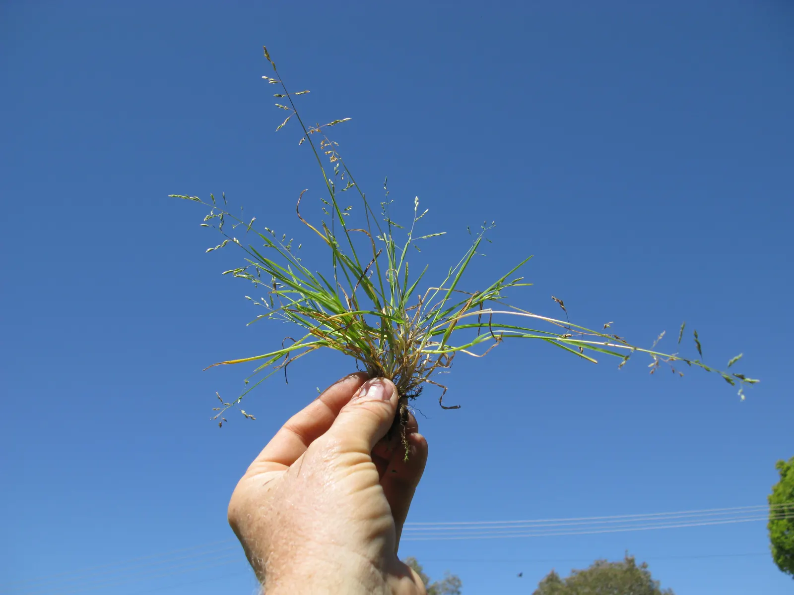Bluegrass (Poa Annua) — Preferring moist, fertile soils, it thrives in sun to partial shade; the plant typically grows to a modest 6 inches in, image 40