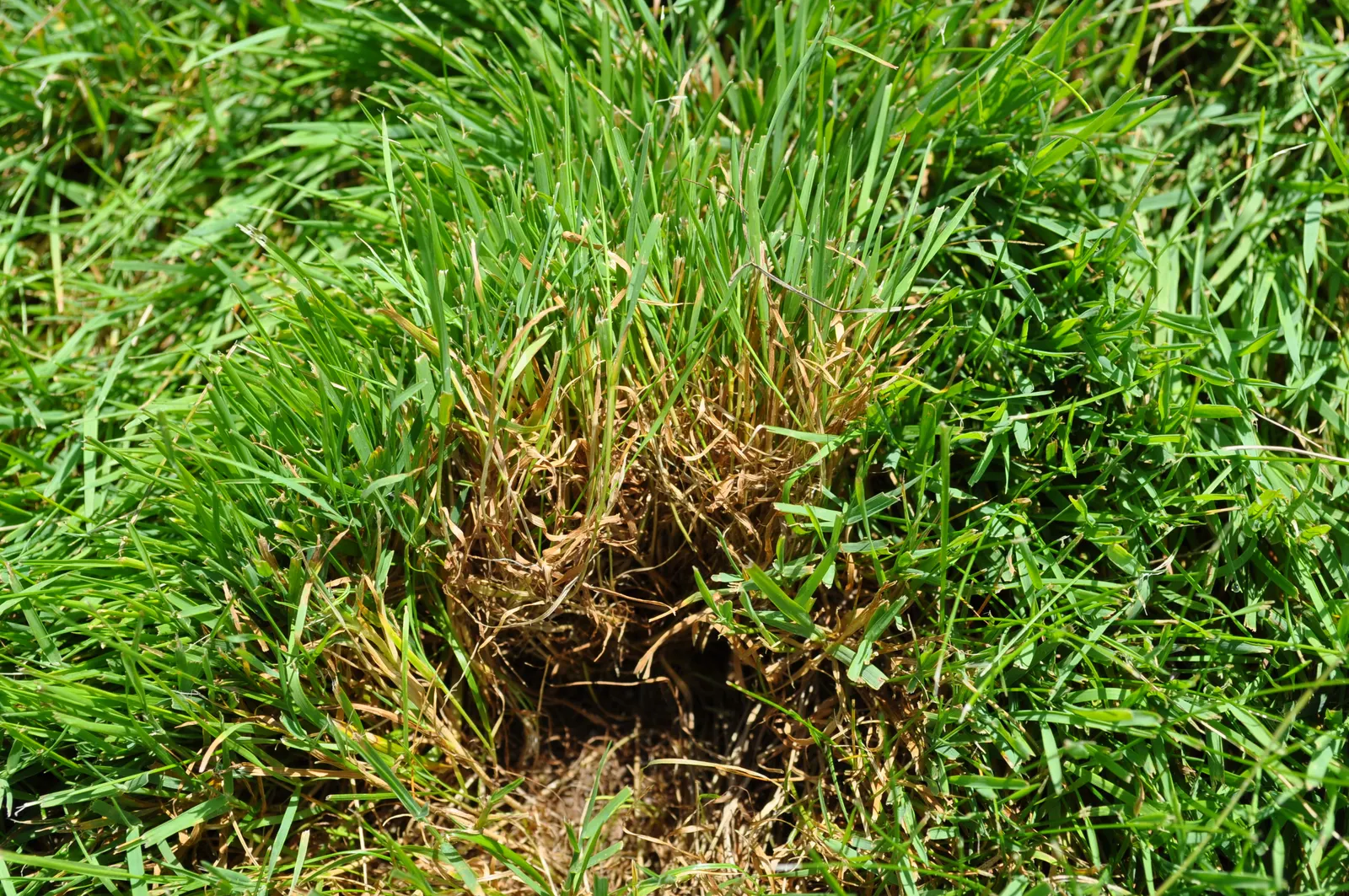 Bluegrass (Poa Annua) — as it may require regular overseeding in patchy areas due to its annual growth habit; poa annua, commonly known as Annual Bluegrass, is
