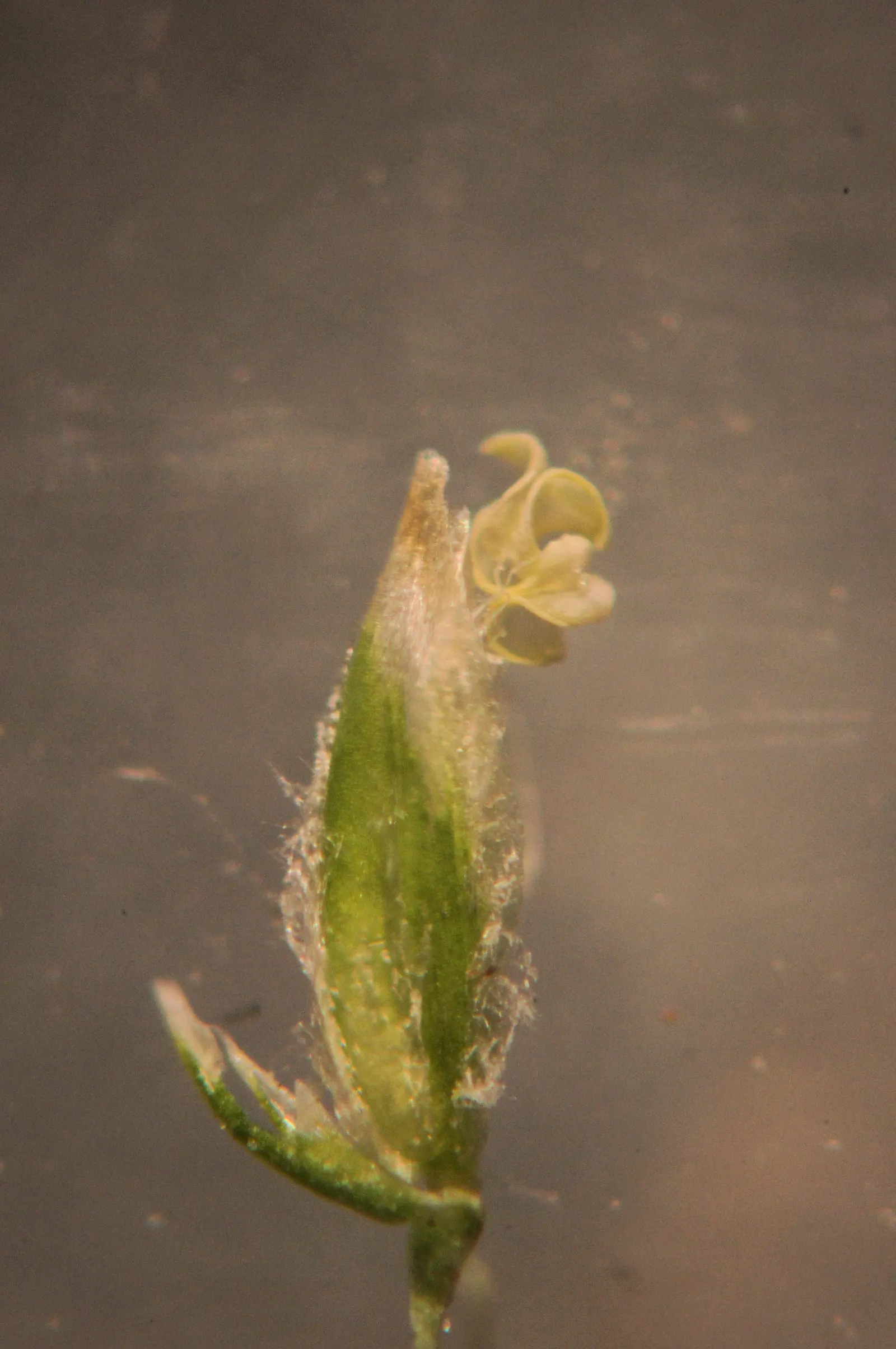Bluegrass (Poa Annua) — Poa annua, commonly known as Annual Bluegrass, is a ubiquitous cool-season grass; preferring moist, fertile soils, it, image 55