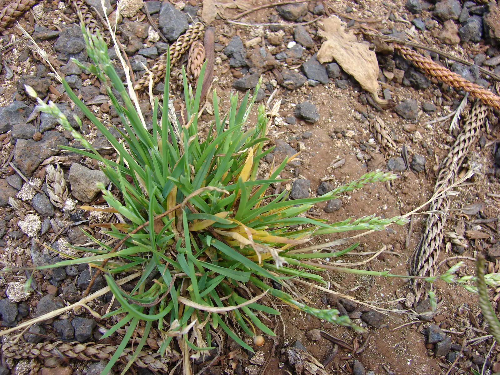 Bluegrass (Poa Annua) — as it may require regular overseeding in patchy areas due to its annual growth habit