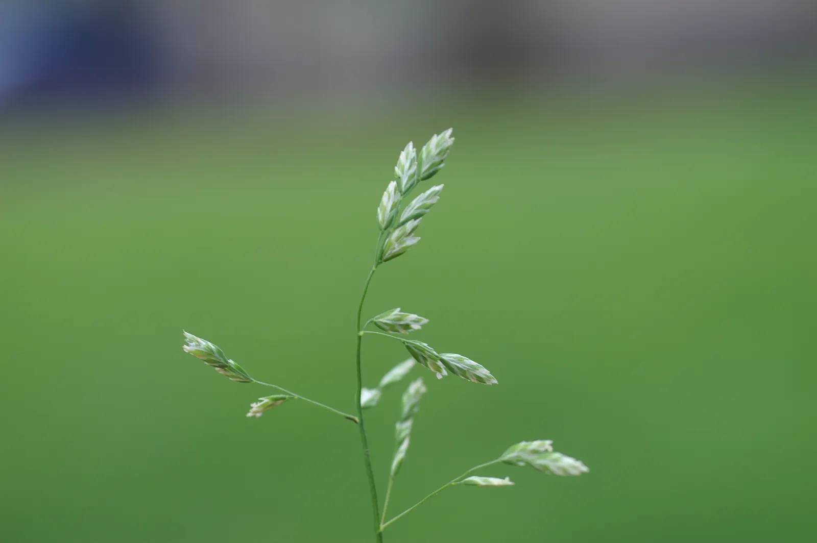 Bluegrass (Poa Annua) — grass / ground cover for full or half; considering the spread of Poa annua is crucial, image 54
