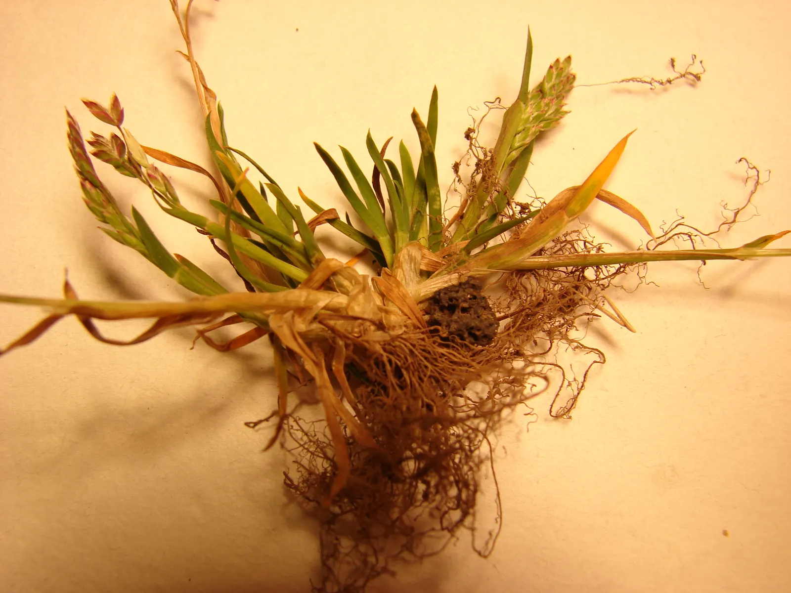 Bluegrass (Poa Annua) — grass / ground cover for full or half; considering the spread of Poa annua is crucial