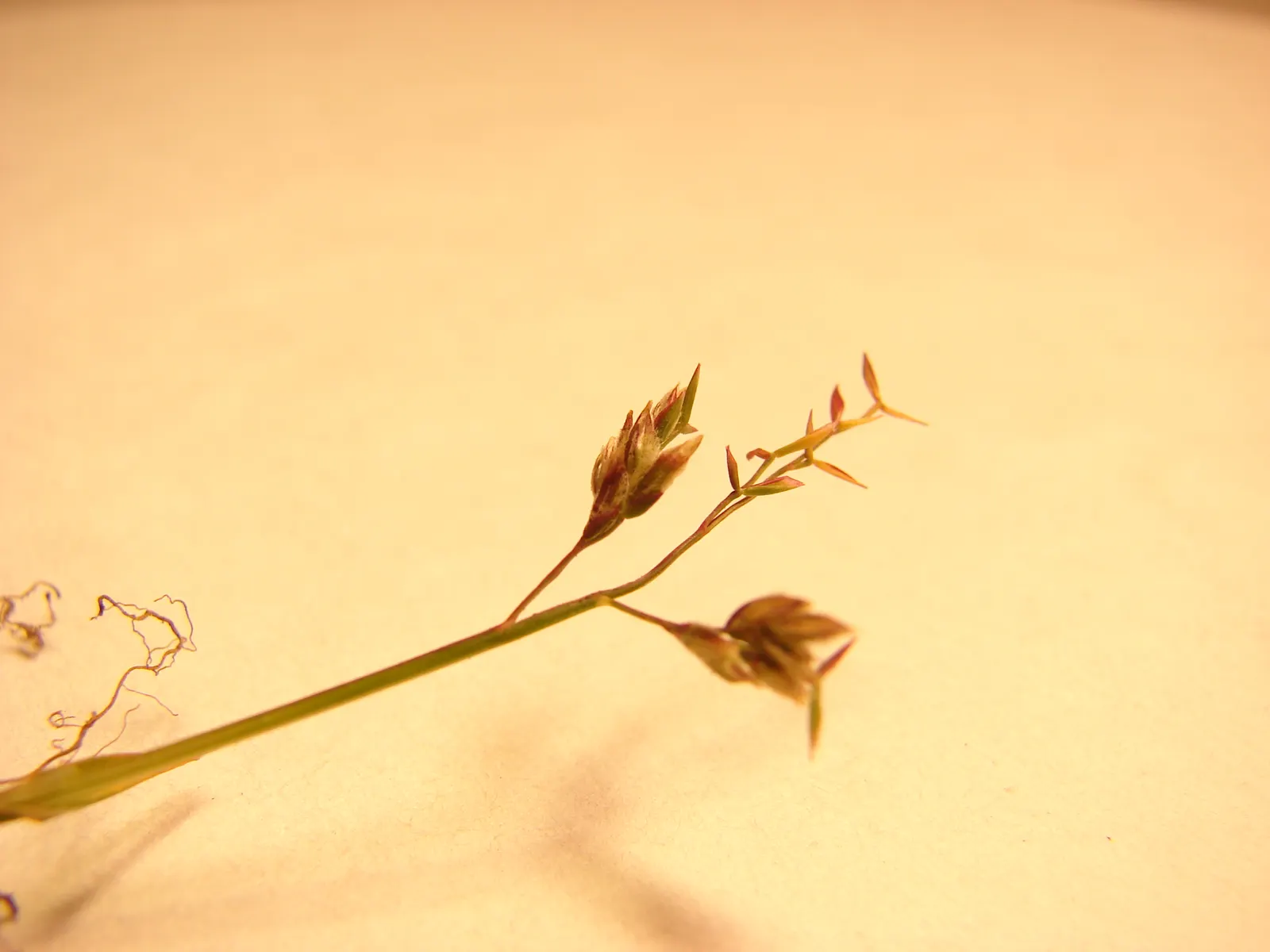 Bluegrass (Poa Annua) — as it may require regular overseeding in patchy areas due to its annual growth habit; poa annua, commonly known as Annual, image 70