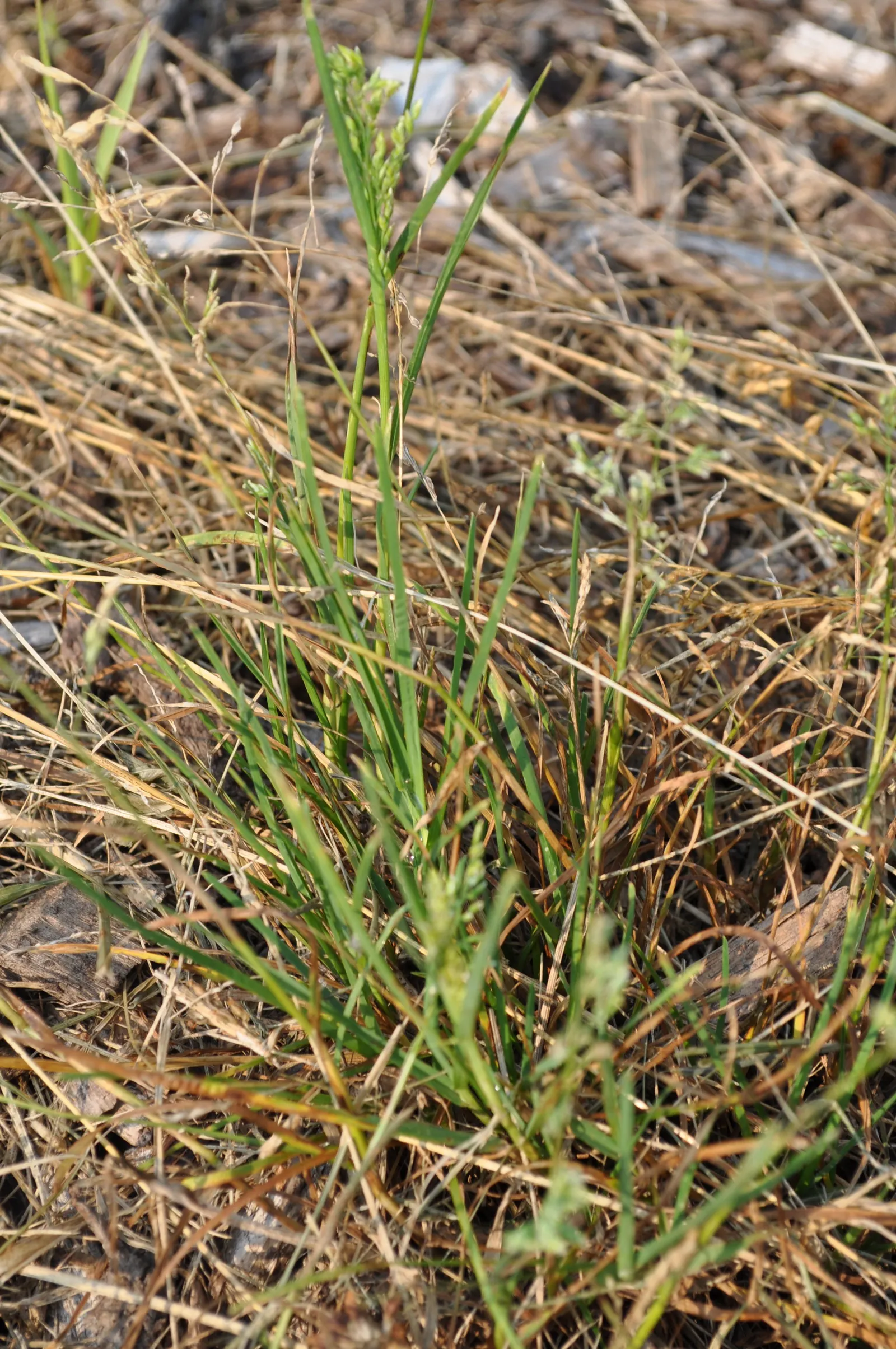 Bluegrass (Poa Annua) — rather than an unwelcome intruder; bright-green leaves that offer a lush, image 71