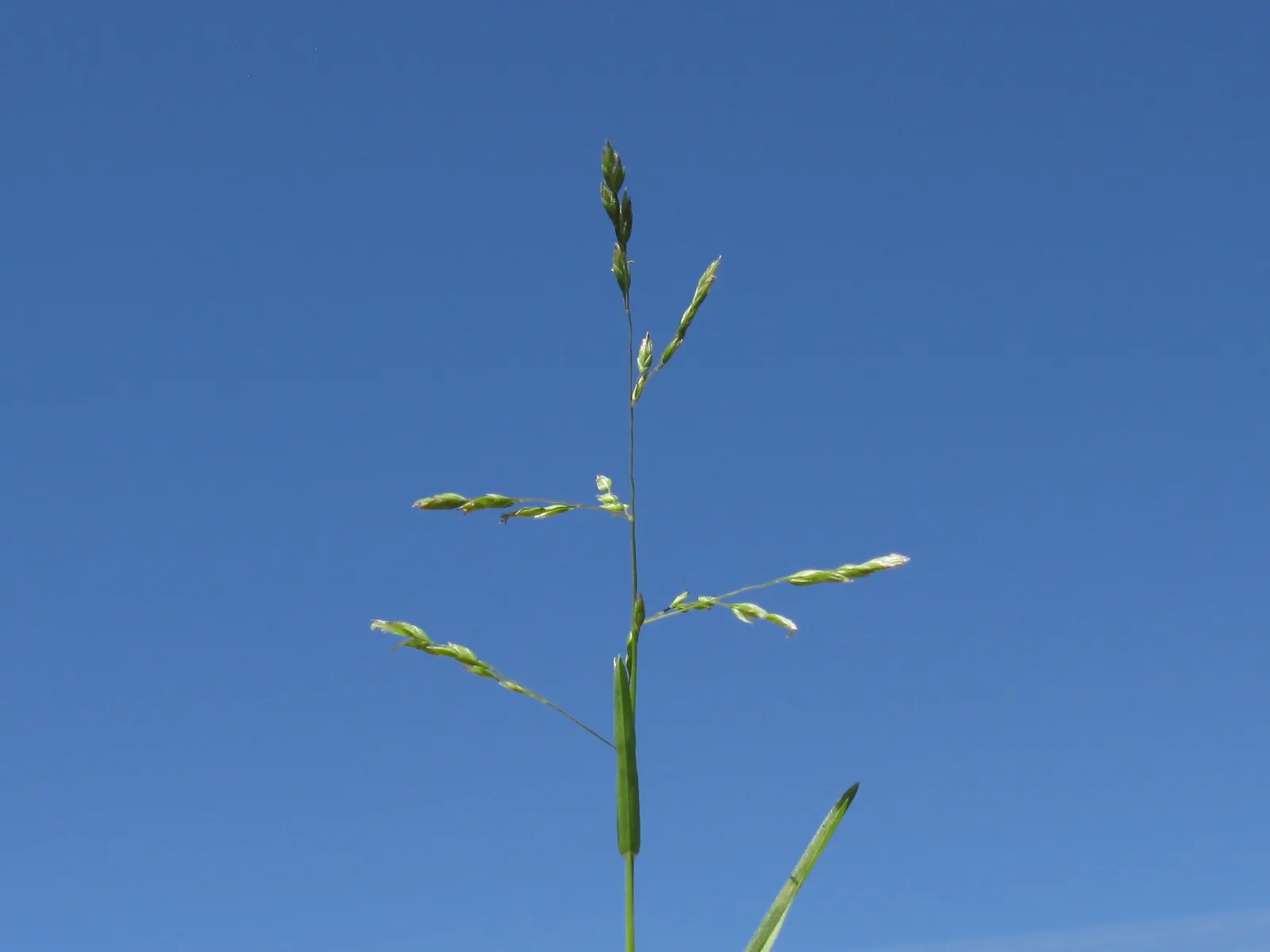 Bluegrass (Poa Annua) — This grass is also known for its shallow root system; requires regular mowing to maintain a neat appearance in lawns and landscape