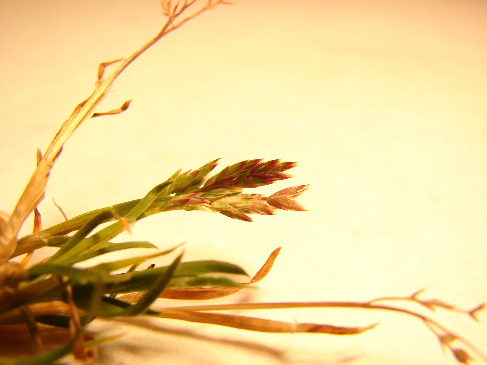 Bluegrass (Poa Annua) — rather than an unwelcome intruder; bright-green leaves that offer a lush, image 53
