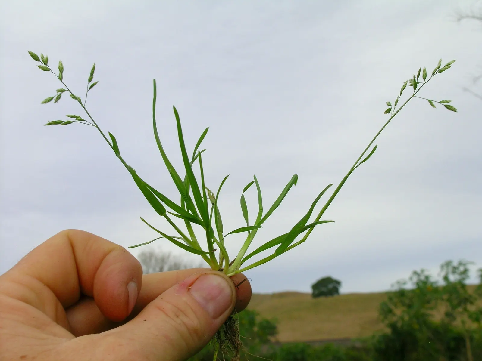 Bluegrass (Poa Annua) — Requires regular mowing to maintain a neat appearance in lawns and landscape designs; this grass is also known for its, image 77