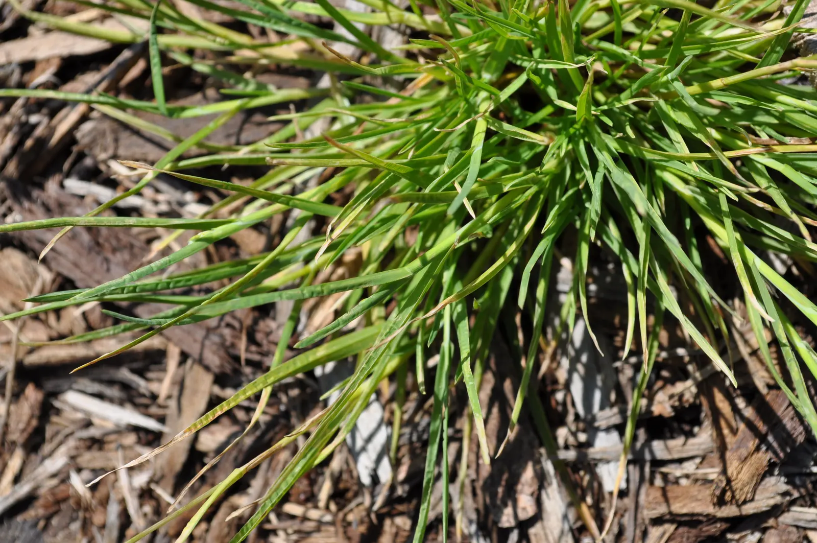 Bluegrass (Poa Annua) — This grass is also known for its shallow root system