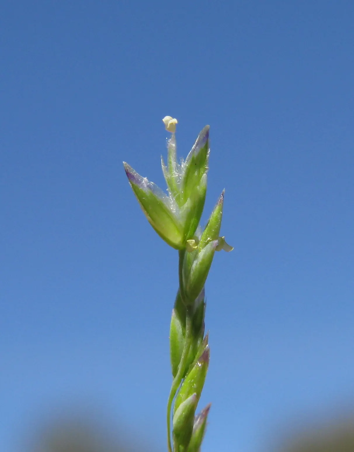 Bluegrass (Poa Annua) — This grass is also known for its shallow root system; requires regular mowing to maintain a neat appearance in lawns and, image 50
