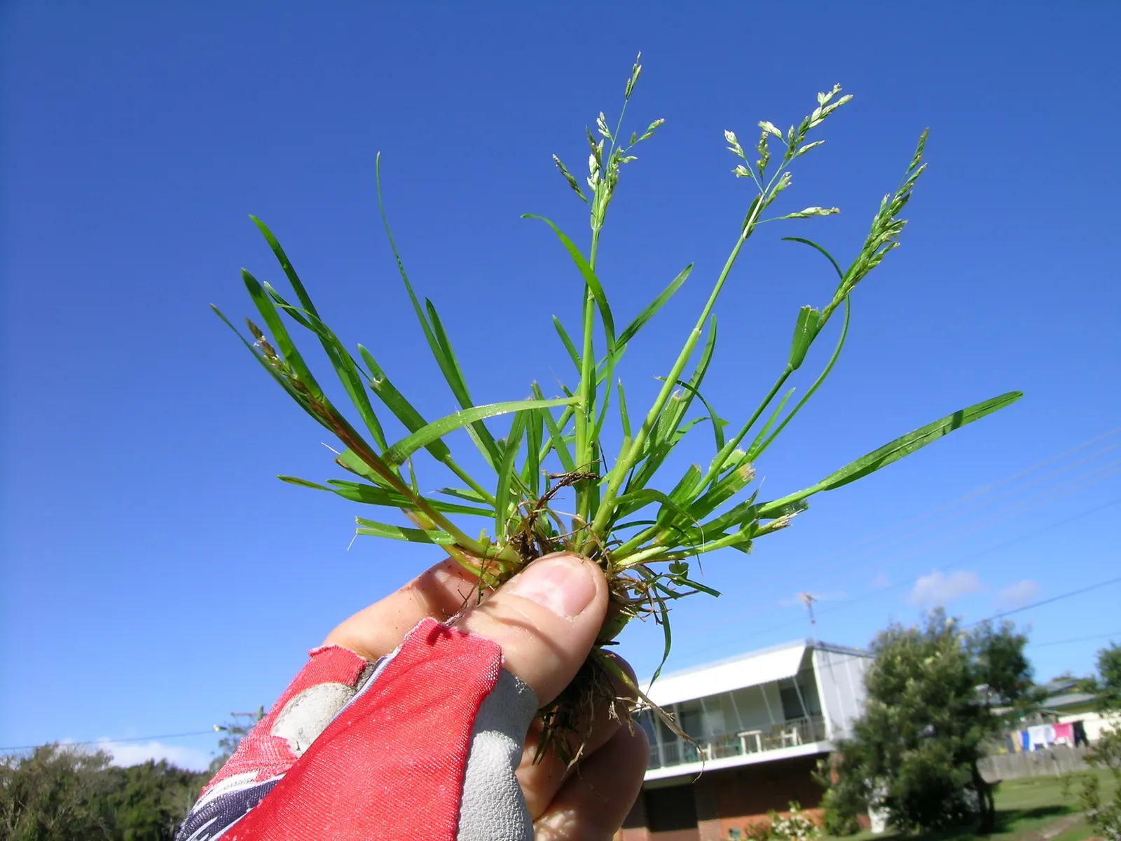 Bluegrass (Poa Annua) — Highly adaptable, it reaches 6 to 12 inches tall, featuring a bright green color and fine-textured blades; it is capable of, image 56