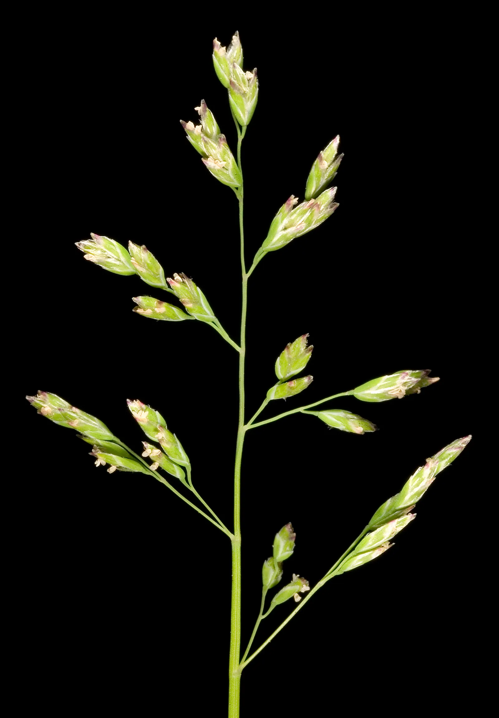 Bluegrass (Poa Annua) — The plant typically grows to a modest 6 inches in height; it flourishes in a wide range of soil conditions and has a, image 61