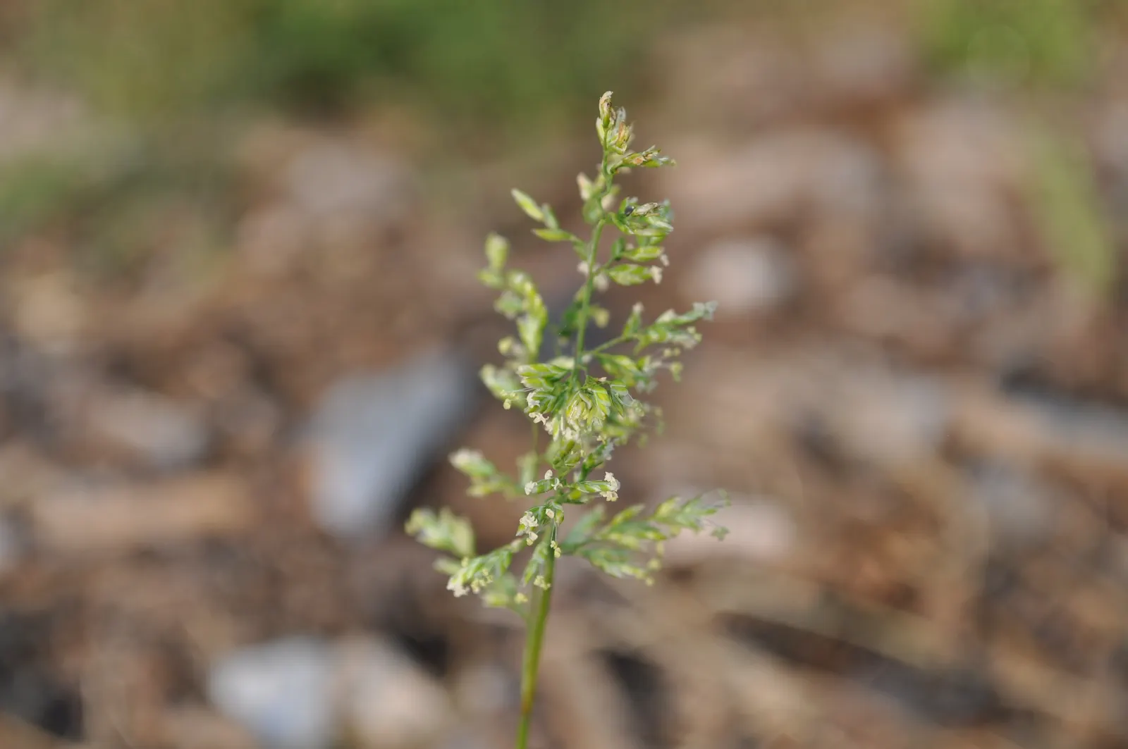 Bluegrass (Poa Annua) — it is capable of growing in both full sun and moderate shade; highly adaptable, it reaches 6 to 12 inches tall, featuring a, image 47