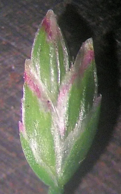 Bluegrass (Poa Annua) — It flourishes in a wide range of soil conditions and has a preference for moist, well-drained soils; with recommended heights between