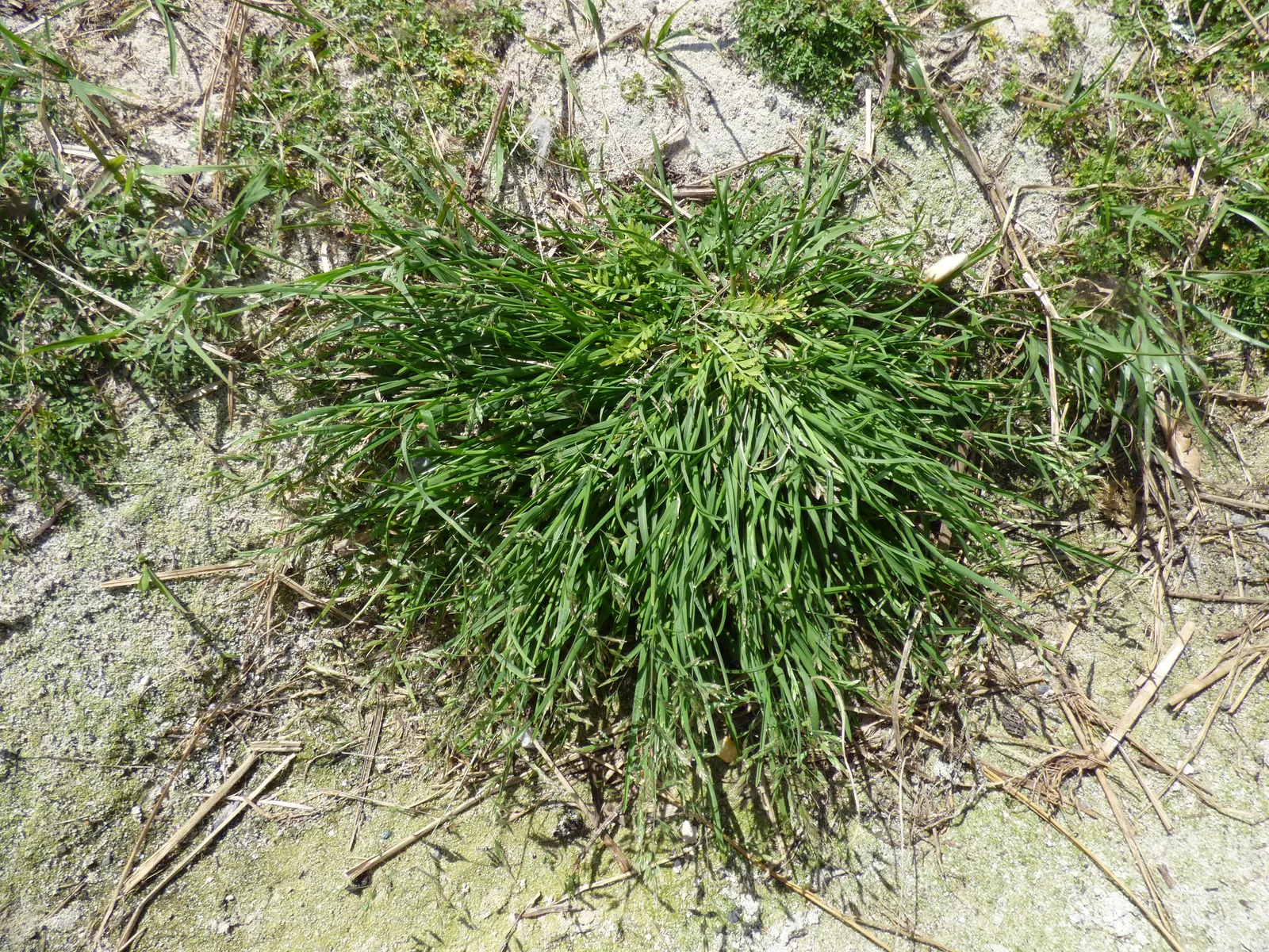 Bluegrass (Poa Annua) — scientifically known as Poa annua; its rapid growth and prolific seeding make it a temporary turfgrass or invasive weed, image 78