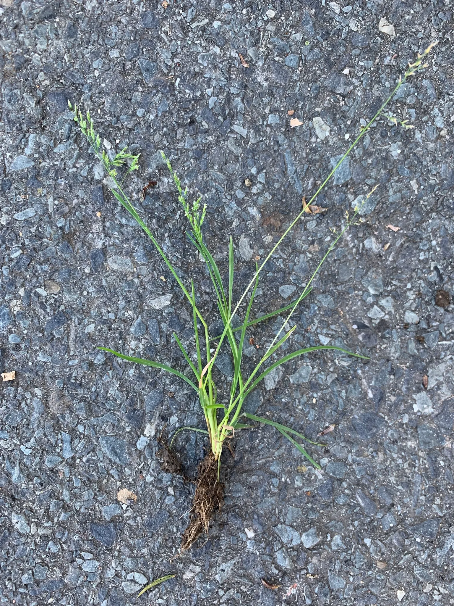 Bluegrass (Poa Annua) — Poa annua, commonly known as Annual Bluegrass, is a ubiquitous cool-season grass; preferring moist, fertile soils, it thrives in sun to