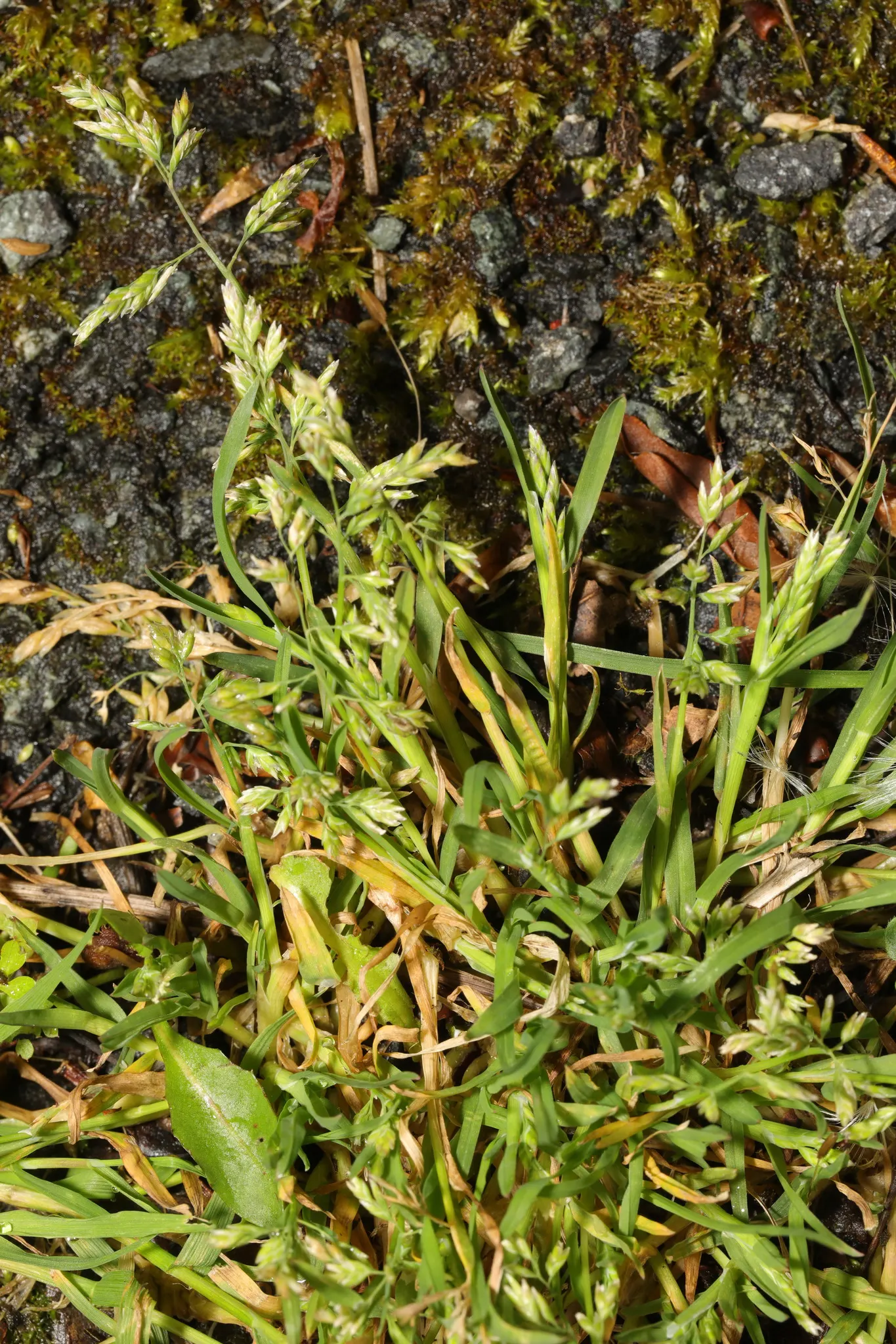 Bluegrass (Poa Annua) — scientifically known as Poa annua; its rapid growth and prolific seeding make it a temporary turfgrass or invasive weed, image 42