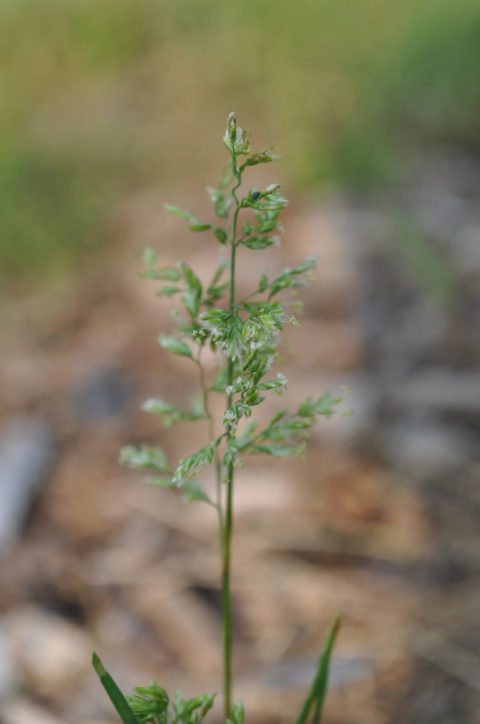 Bluegrass (Poa Annua) — making it versatile for various garden designs.<br><br>For those incorporating Poa annua into the landscape; which, image 48