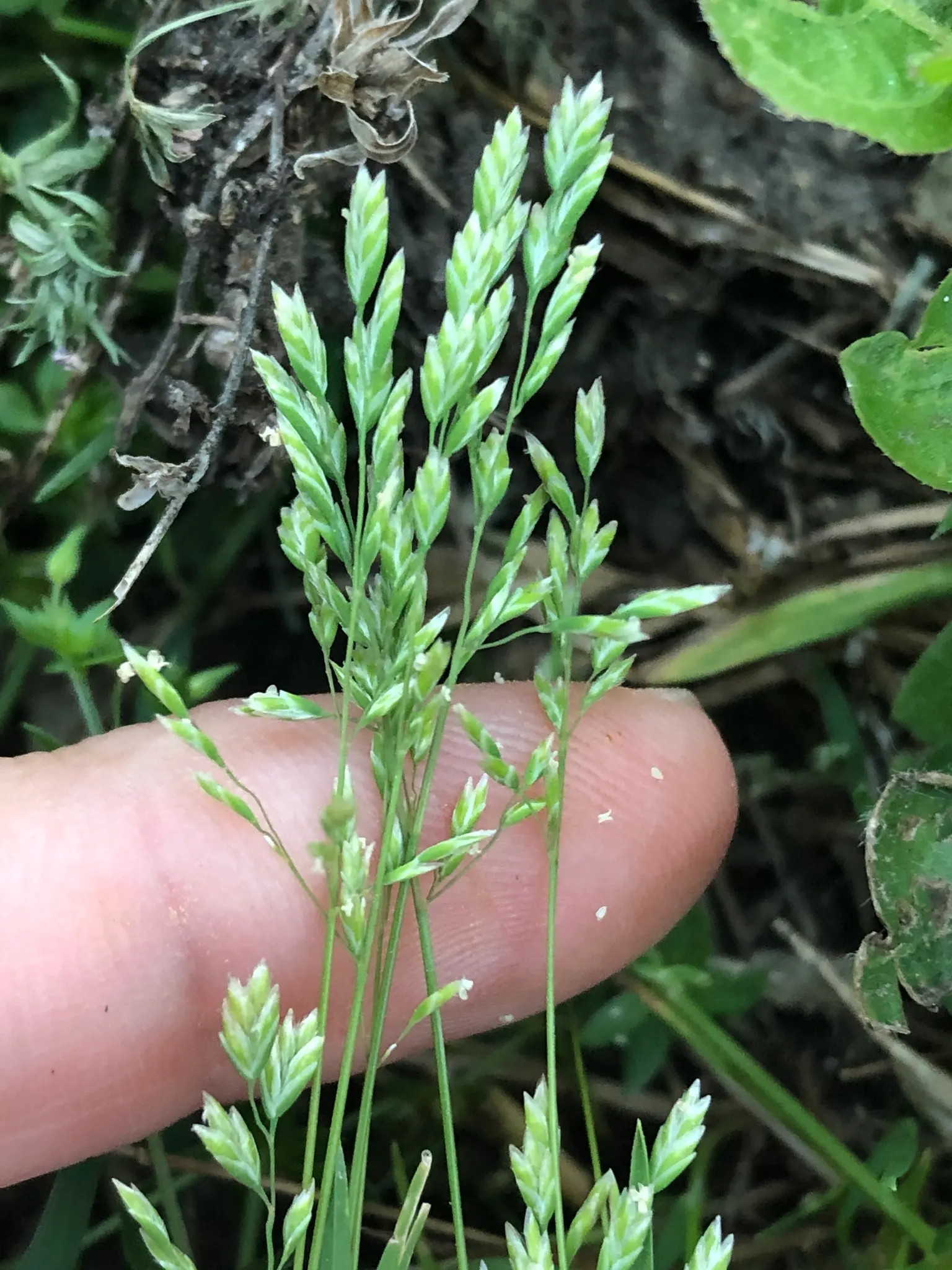 Bluegrass (Poa Annua) — it is capable of growing in both full sun and moderate shade