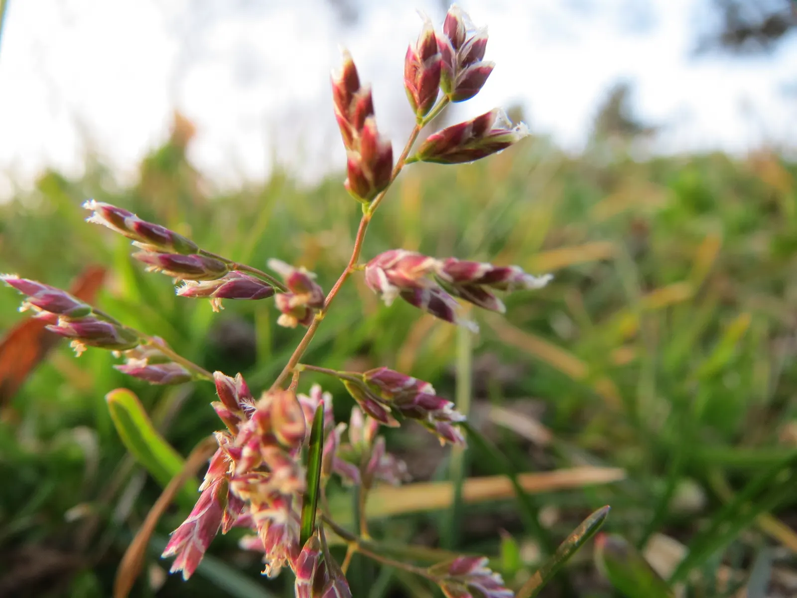 Bluegrass (Poa Annua) — grass / ground cover for full or half; considering the spread of Poa annua is crucial, image 72