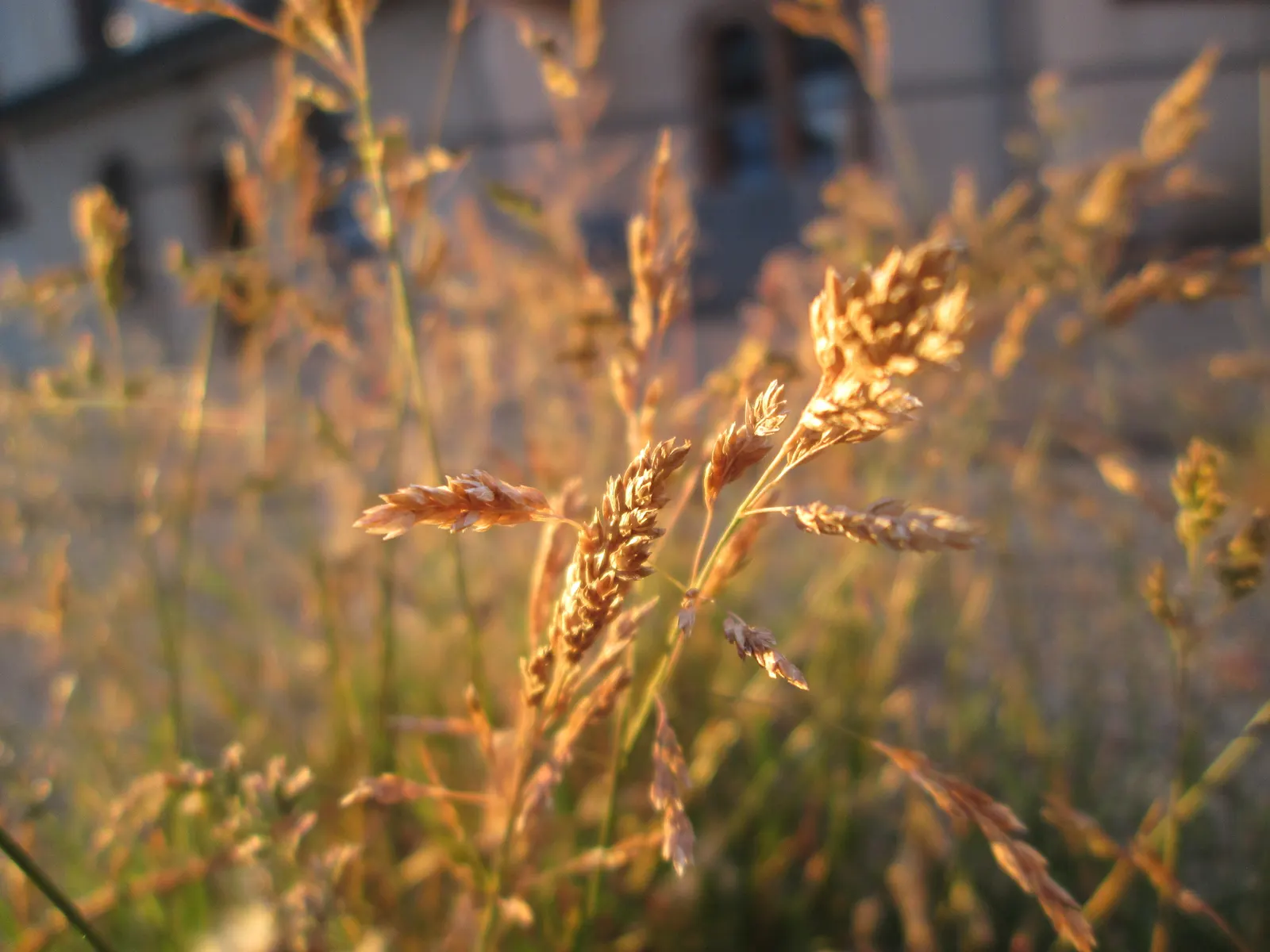 Bluegrass (Poa Annua) — considering the spread of Poa annua is crucial; making it versatile for various garden designs.<br><br>For those, image 51