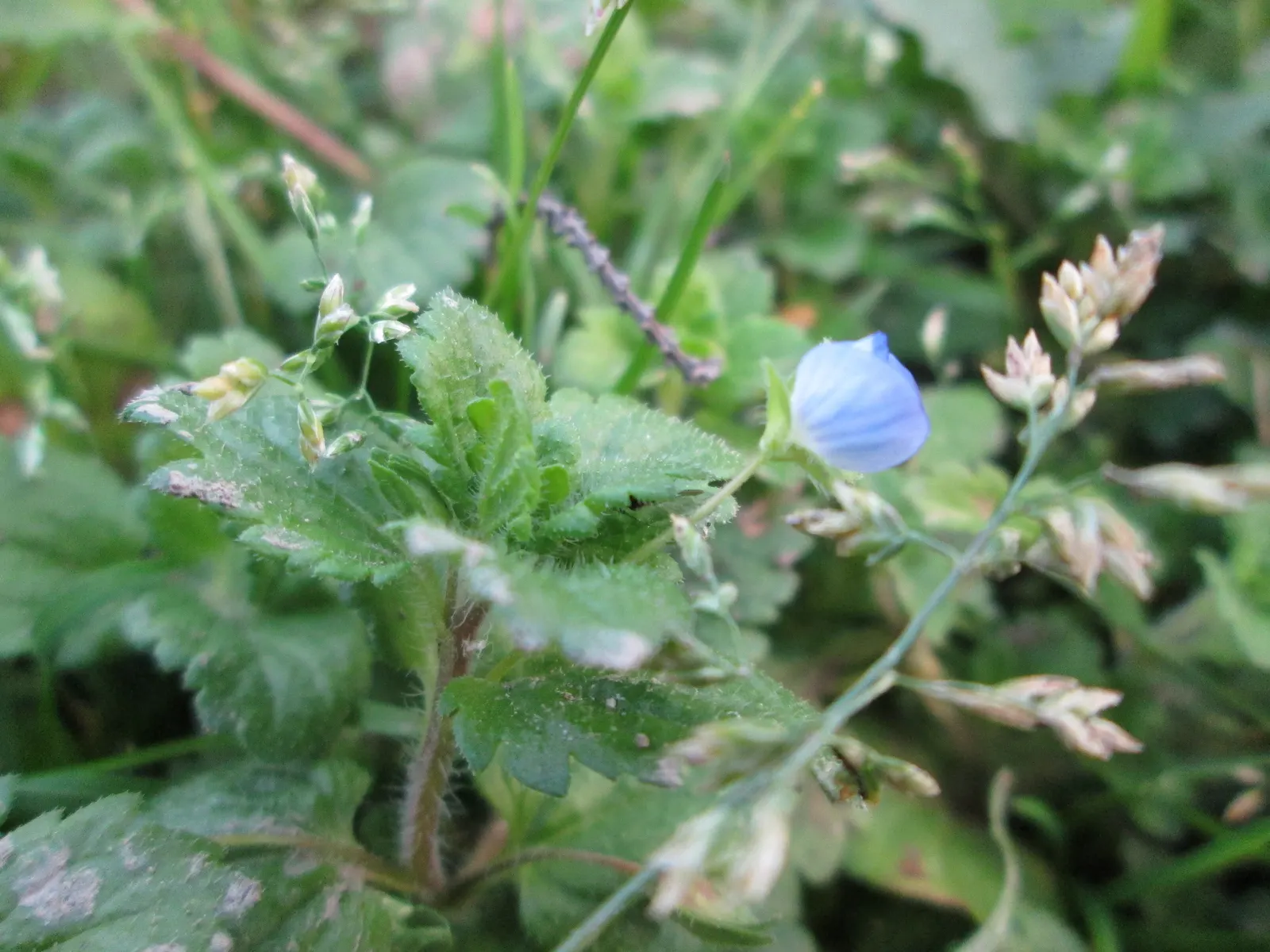 Bluegrass (Poa Annua) — which contributes to its invasive nature in certain landscapes