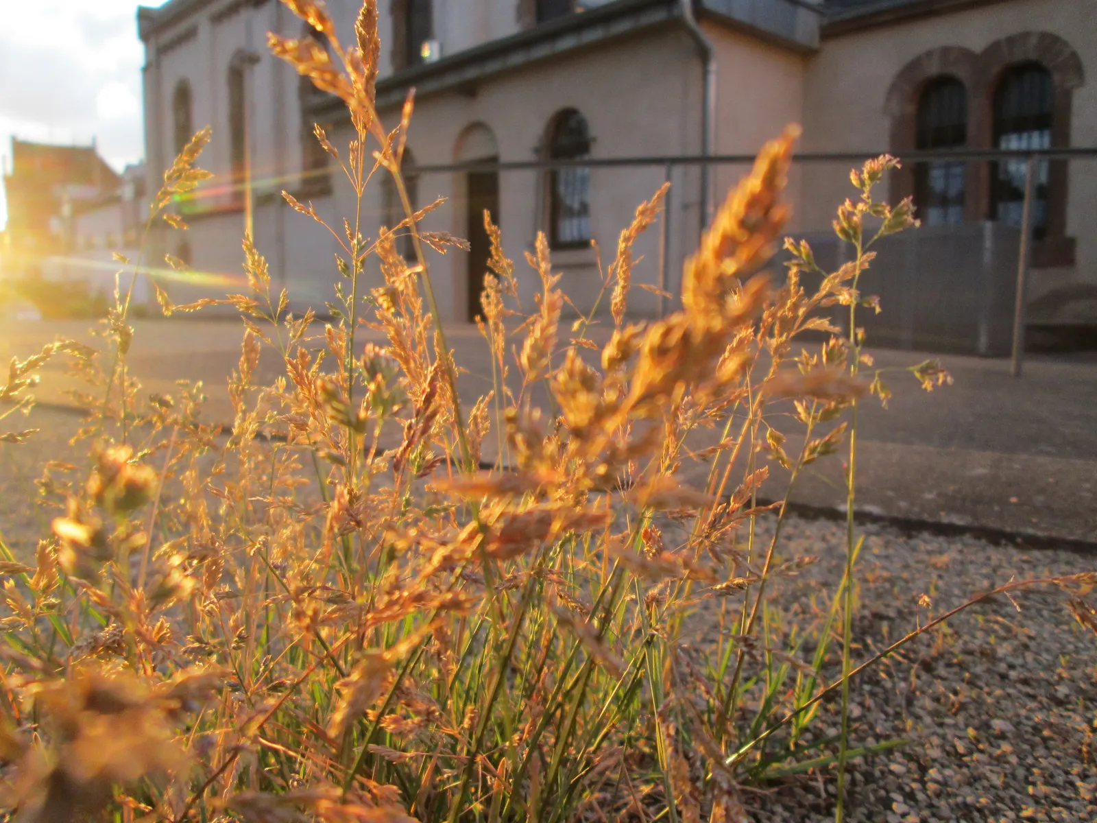 Bluegrass (Poa Annua) — Poa annua, commonly known as Annual Bluegrass, is a ubiquitous cool-season grass; preferring moist, fertile soils, it, image 73