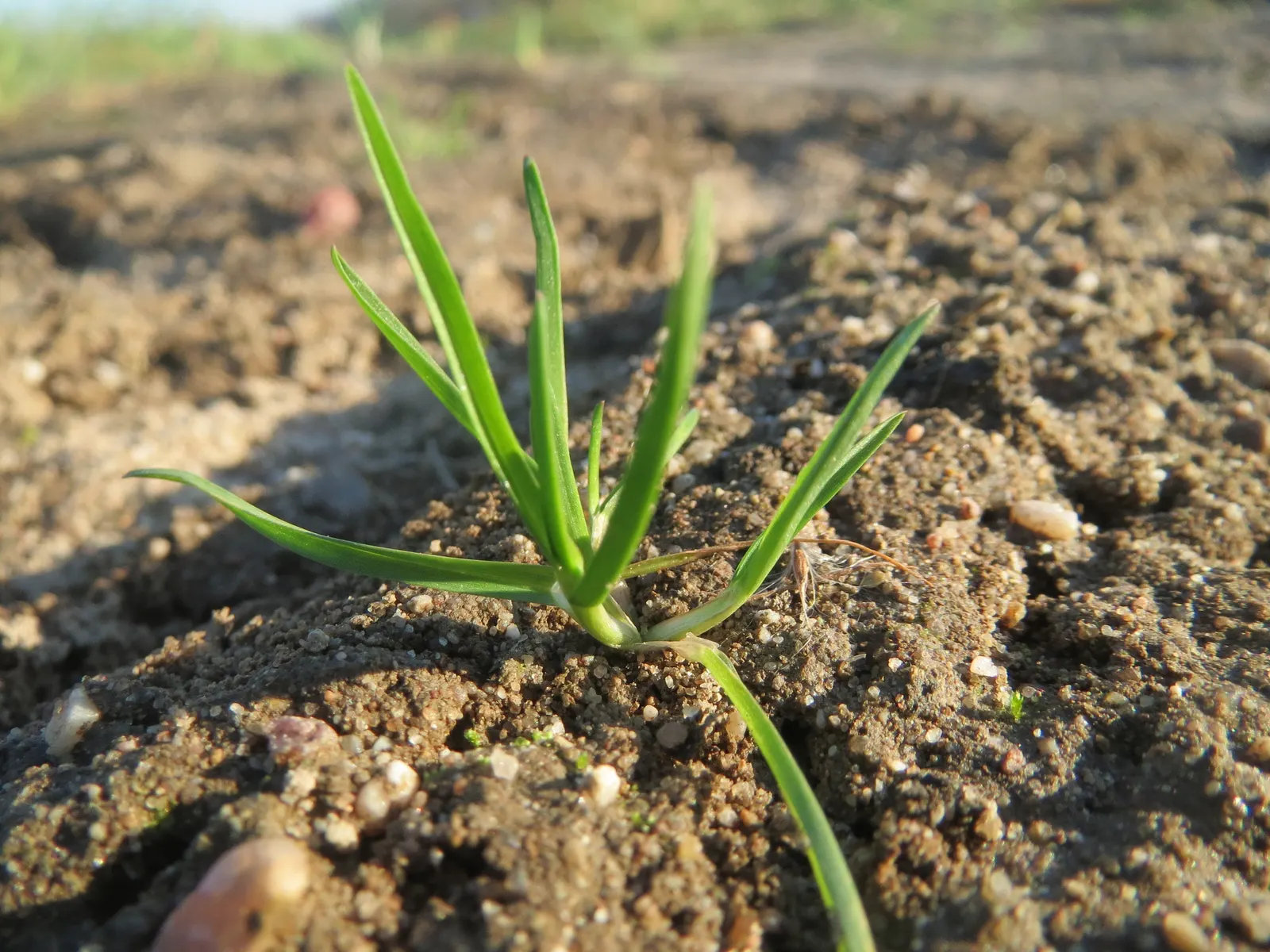 Bluegrass (Poa Annua) — Preferring moist, fertile soils, it thrives in sun to partial shade; the plant typically grows to a modest 6 inches in, image 58