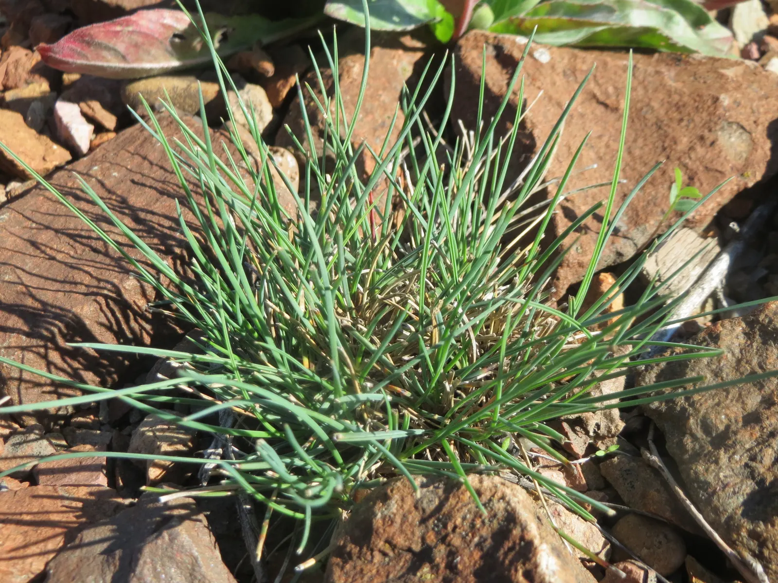 Bluegrass (Poa Annua) — Poa annua, commonly known as Annual Bluegrass, is a ubiquitous cool-season grass