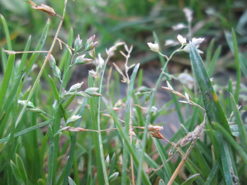 Bluegrass (Poa Annua) — It flourishes in a wide range of soil conditions and has a preference for moist, well-drained soils; with recommended, image 64