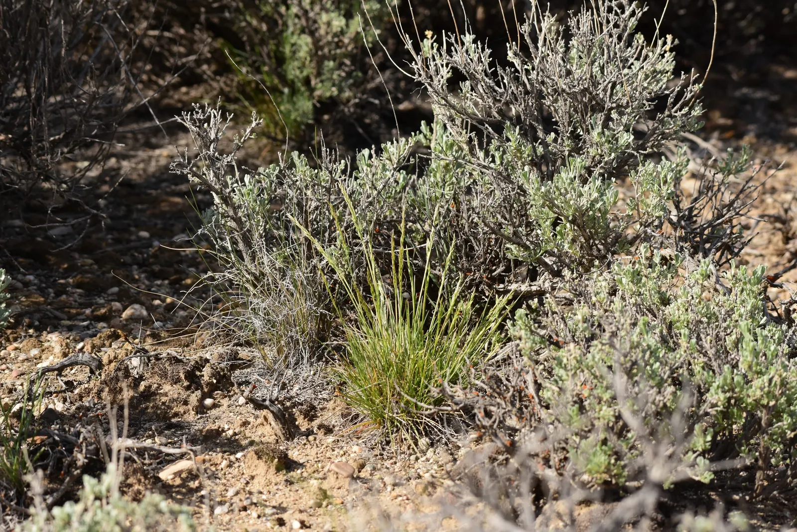Bluegrass (Poa Annua) — considering the spread of Poa annua is crucial; making it versatile for various garden designs.<br><br>For those incorporating Poa