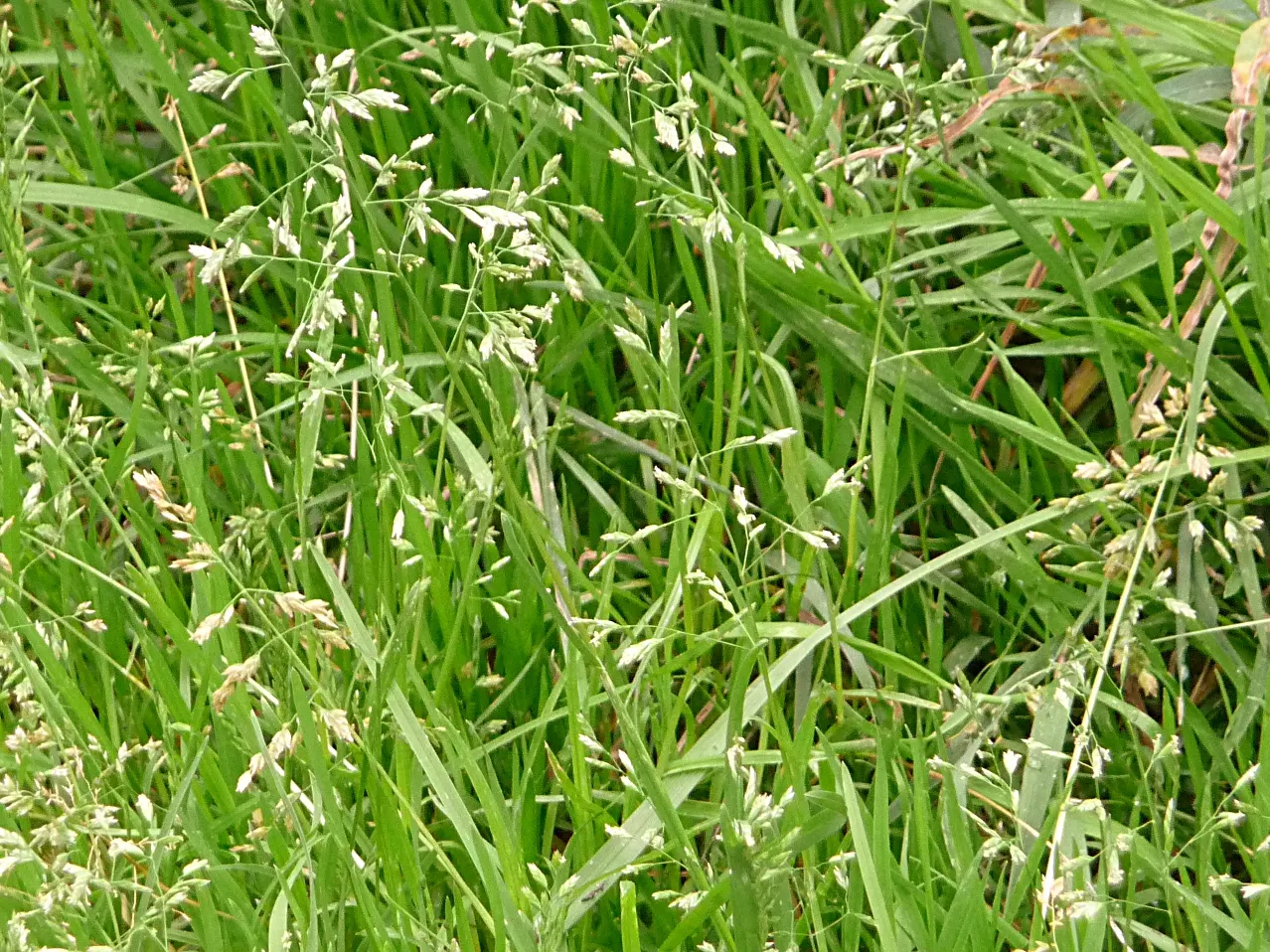 Bluegrass (Poa Annua) — Requires regular mowing to maintain a neat appearance in lawns and landscape designs; this grass is also known for its, image 59