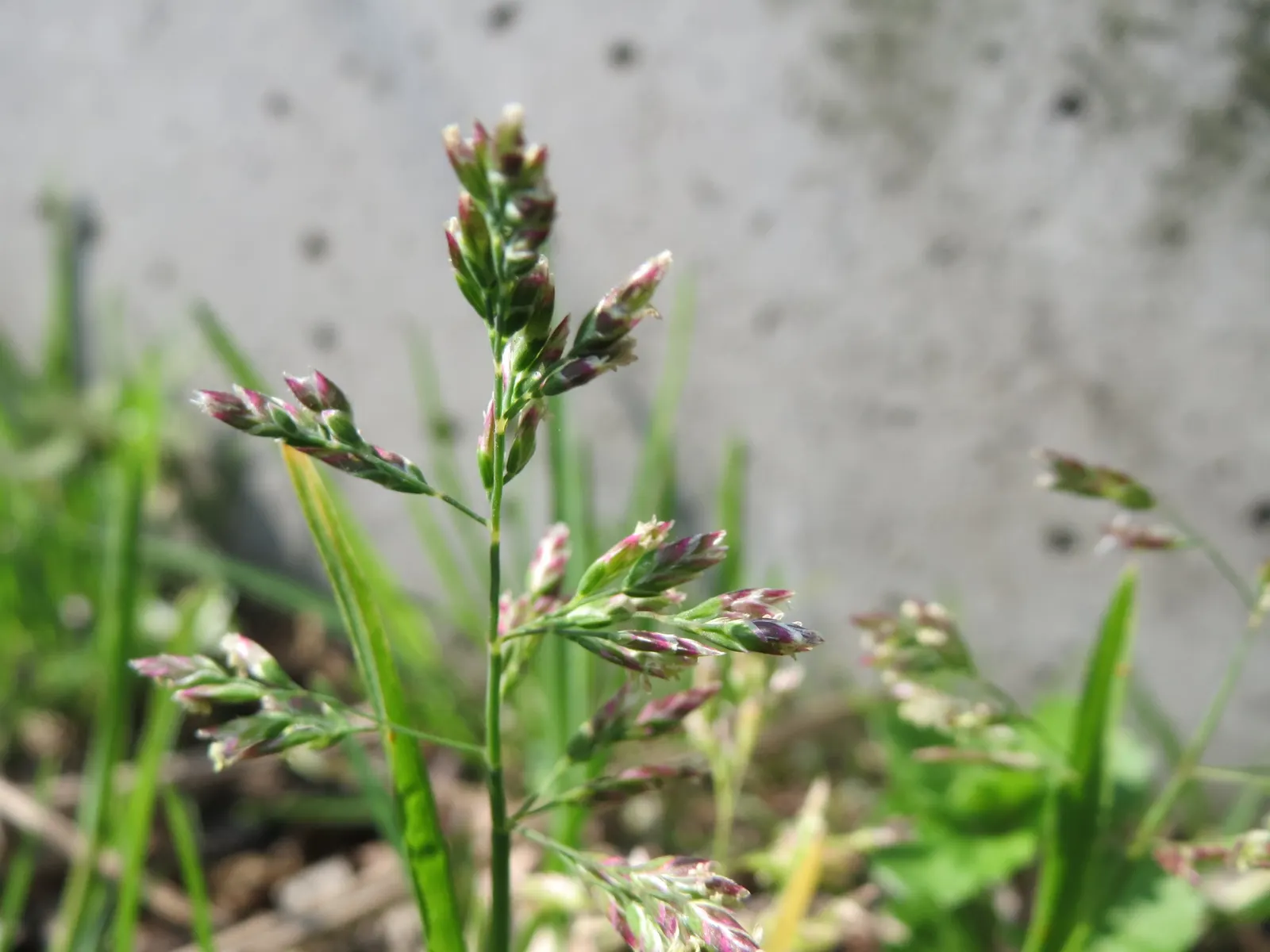 Bluegrass (Poa Annua) — considering the spread of Poa annua is crucial; making it versatile for various garden designs.<br><br>For those, image 69