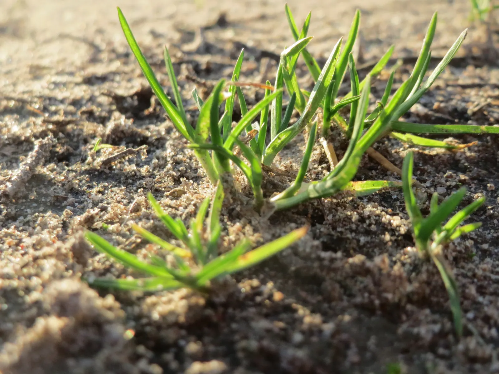 Bluegrass (Poa Annua) — making it versatile for various garden designs.<br><br>For those incorporating Poa annua into the landscape