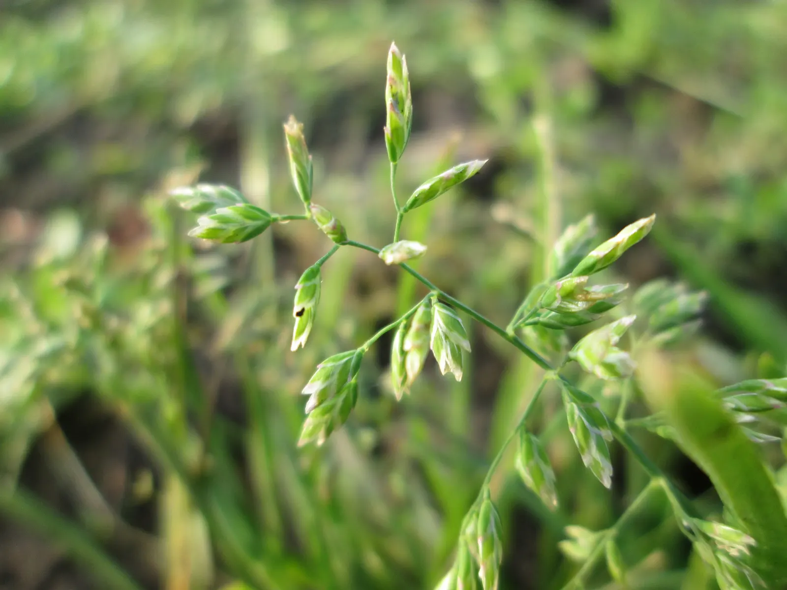Bluegrass (Poa Annua) — considering the spread of Poa annua is crucial
