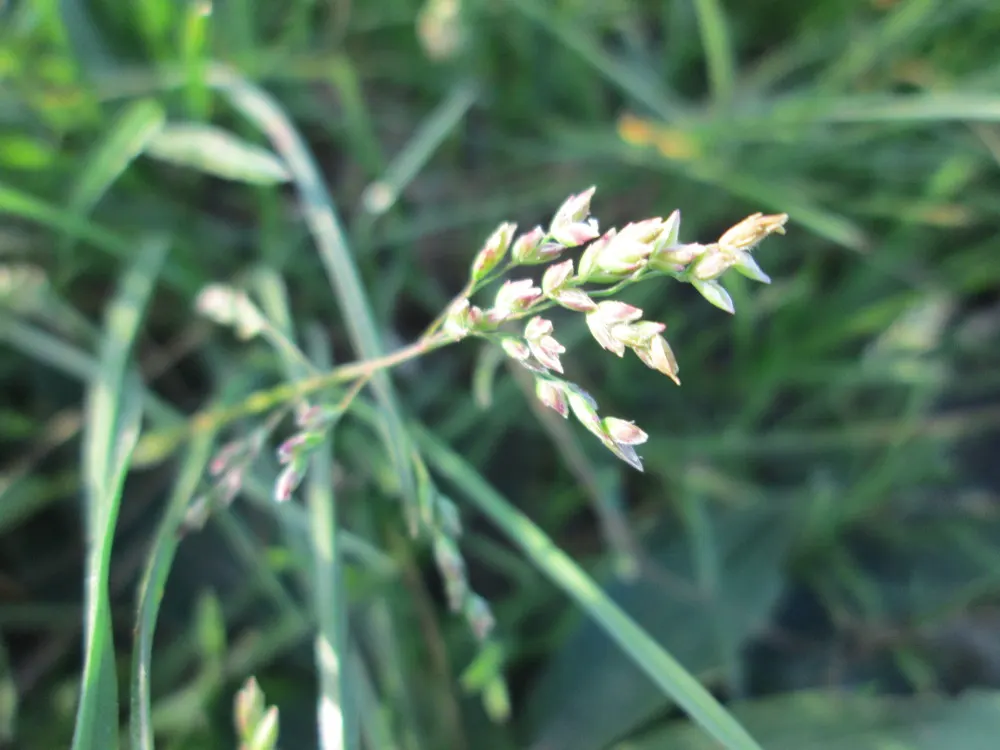 Bluegrass (Poa Annua) — with recommended heights between 1/2 inch to 1 1/2 inches for a manicured look; as it may require regular overseeding in, image 67