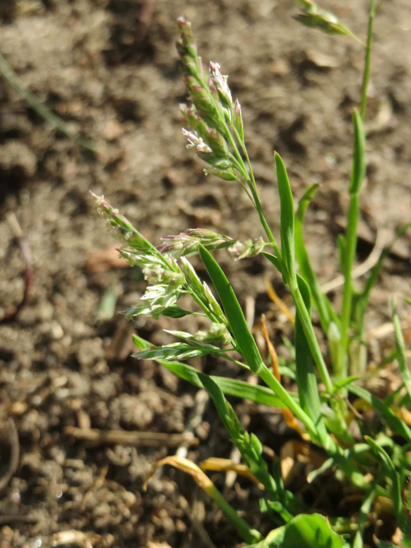 Bluegrass (Poa Annua) — Its rapid growth and prolific seeding make it a temporary turfgrass or invasive weed; grass / ground cover for full or half