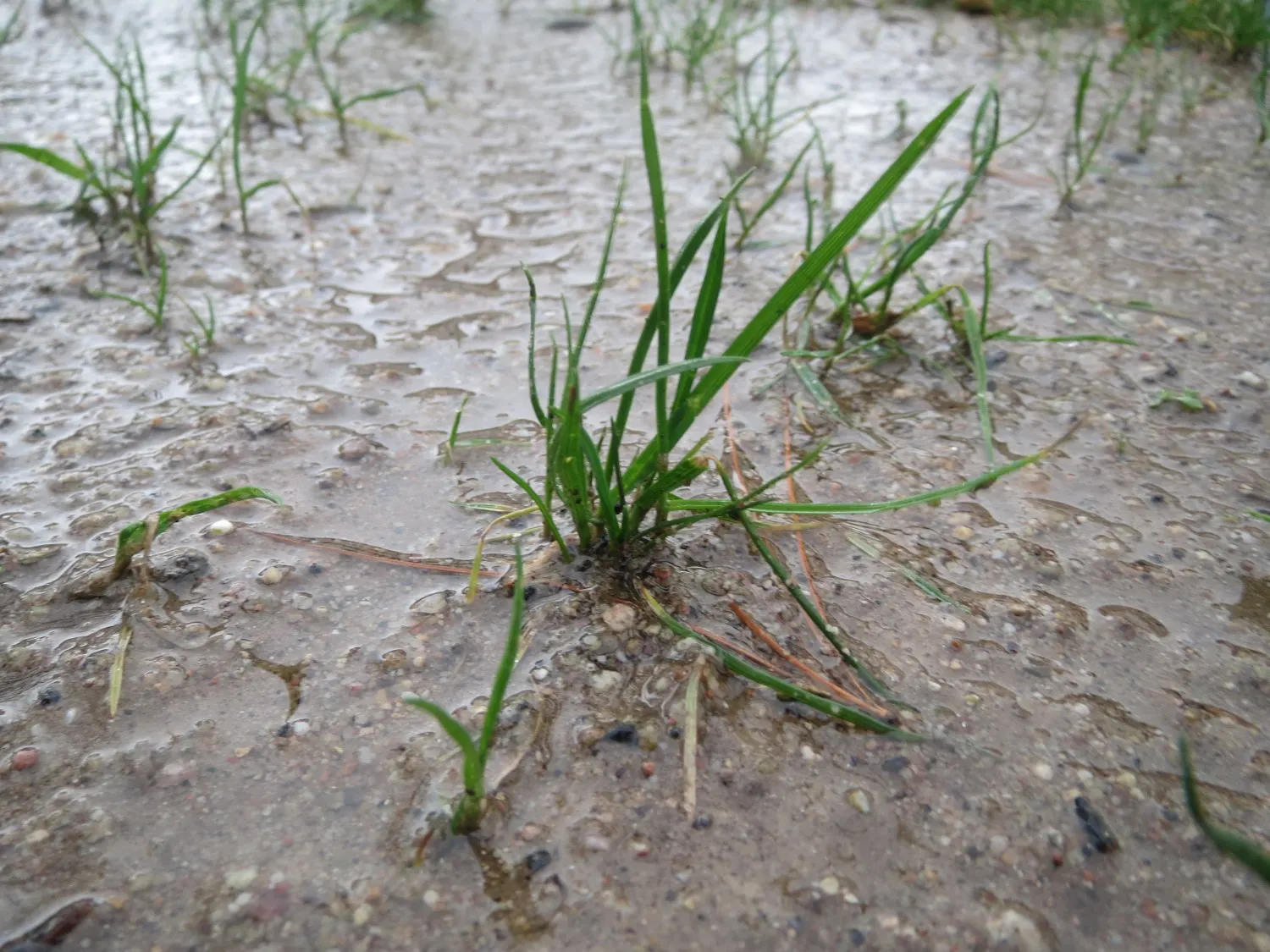 Bluegrass (Poa Annua) — Its rapid growth and prolific seeding make it a temporary turfgrass or invasive weed; grass / ground cover for full or half, image 75
