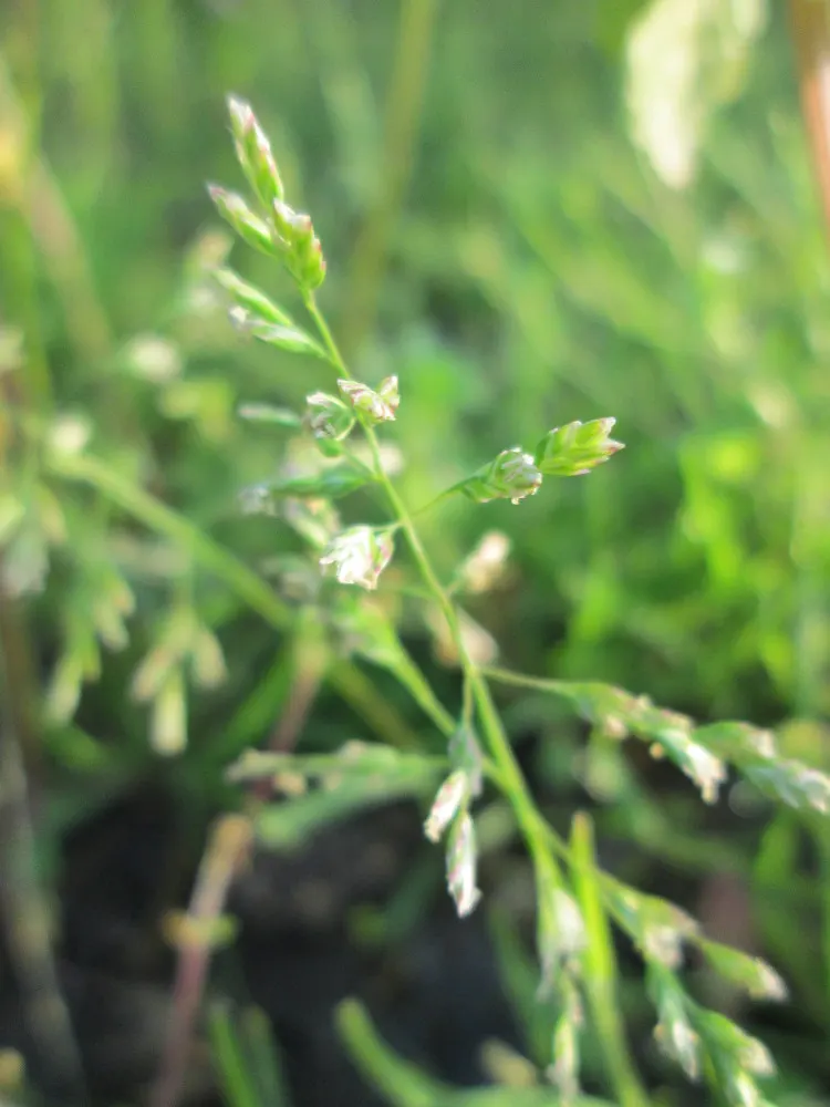 Bluegrass (Poa Annua) — It flourishes in a wide range of soil conditions and has a preference for moist, well-drained soils
