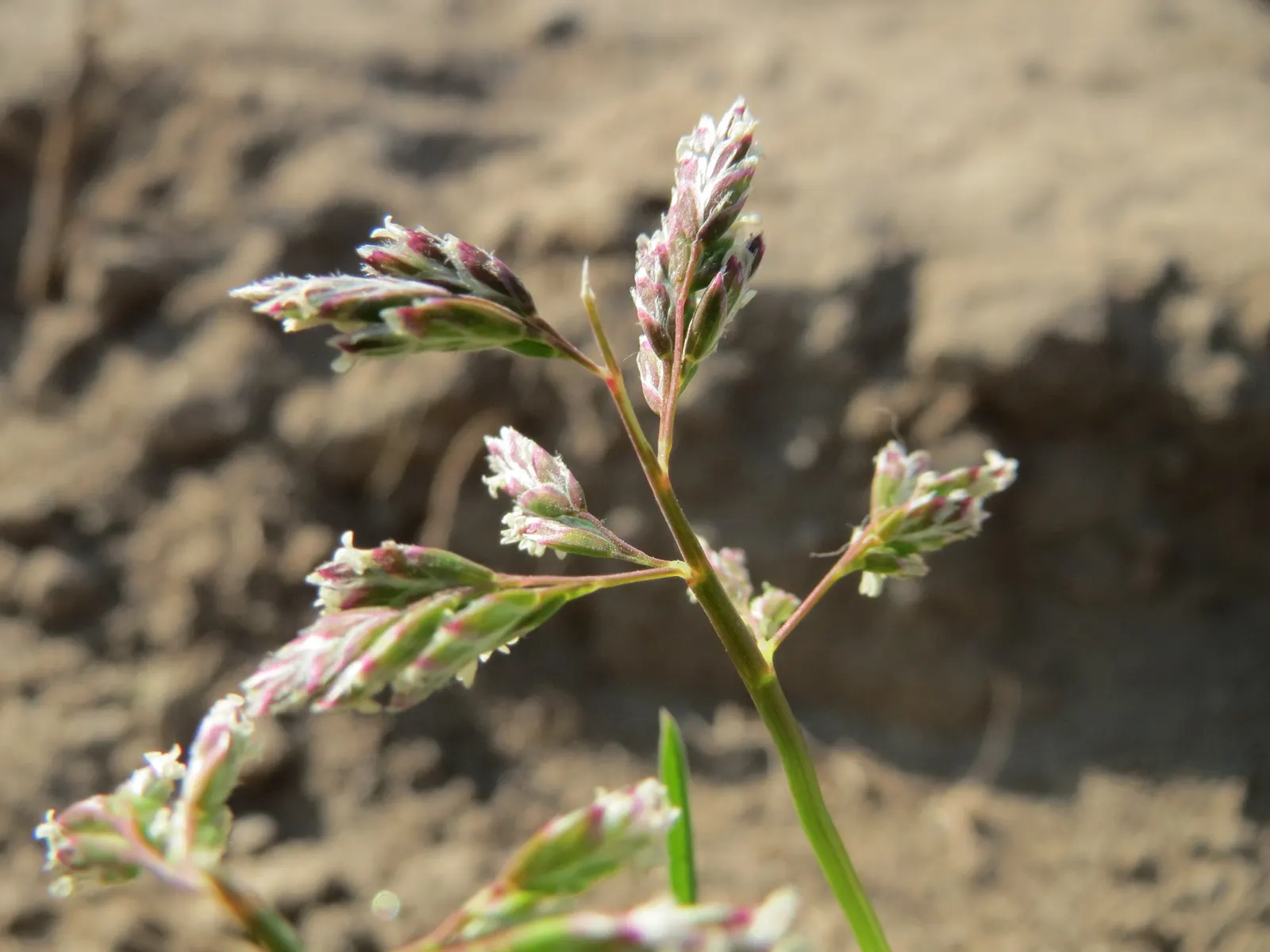 Bluegrass (Poa Annua) — The plant typically grows to a modest 6 inches in height