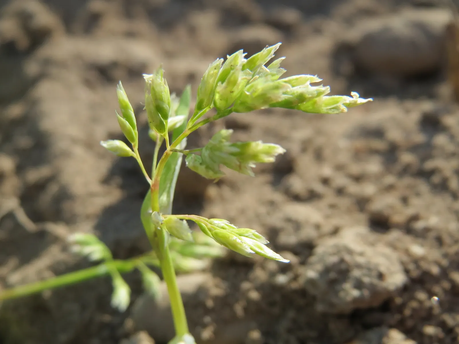 Bluegrass (Poa Annua) — Highly adaptable, it reaches 6 to 12 inches tall, featuring a bright green color and fine-textured blades; it is capable of, image 74