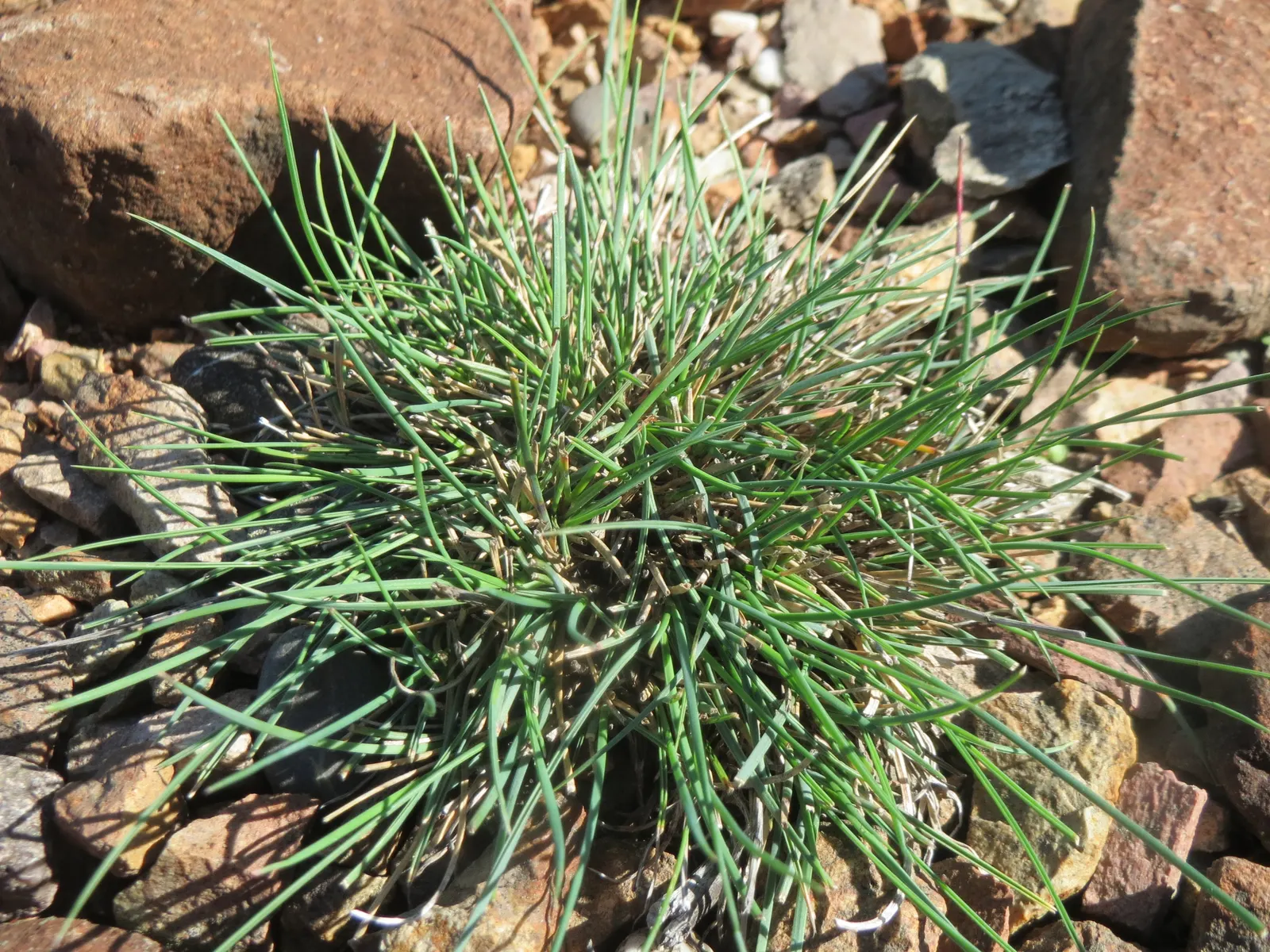 Bluegrass (Poa Annua) — as it may require regular overseeding in patchy areas due to its annual growth habit; poa annua, commonly known as Annual, image 52