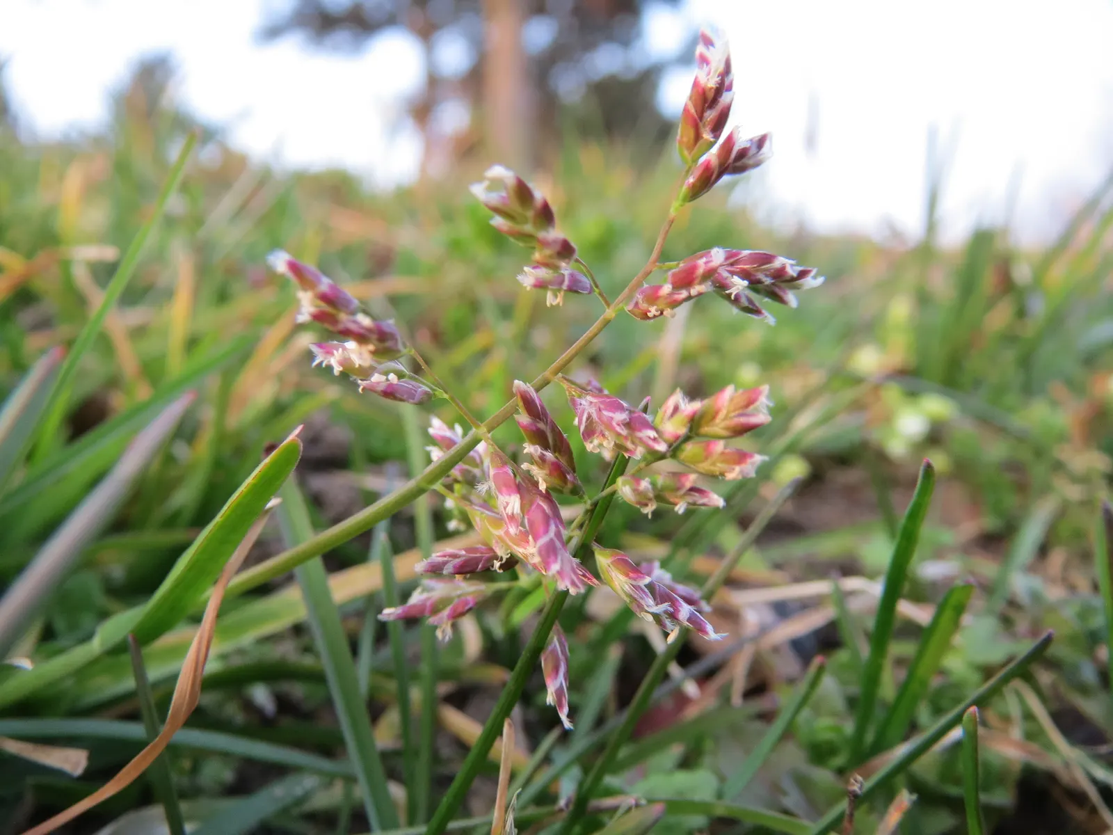 Bluegrass (Poa Annua) — which contributes to its invasive nature in certain landscapes; scientifically known as Poa annua