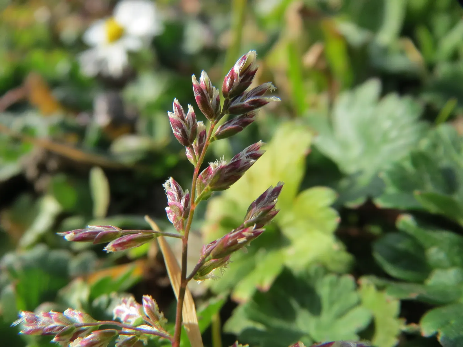 Bluegrass (Poa Annua) — making it versatile for various garden designs.<br><br>For those incorporating Poa annua into the landscape; which, image 66
