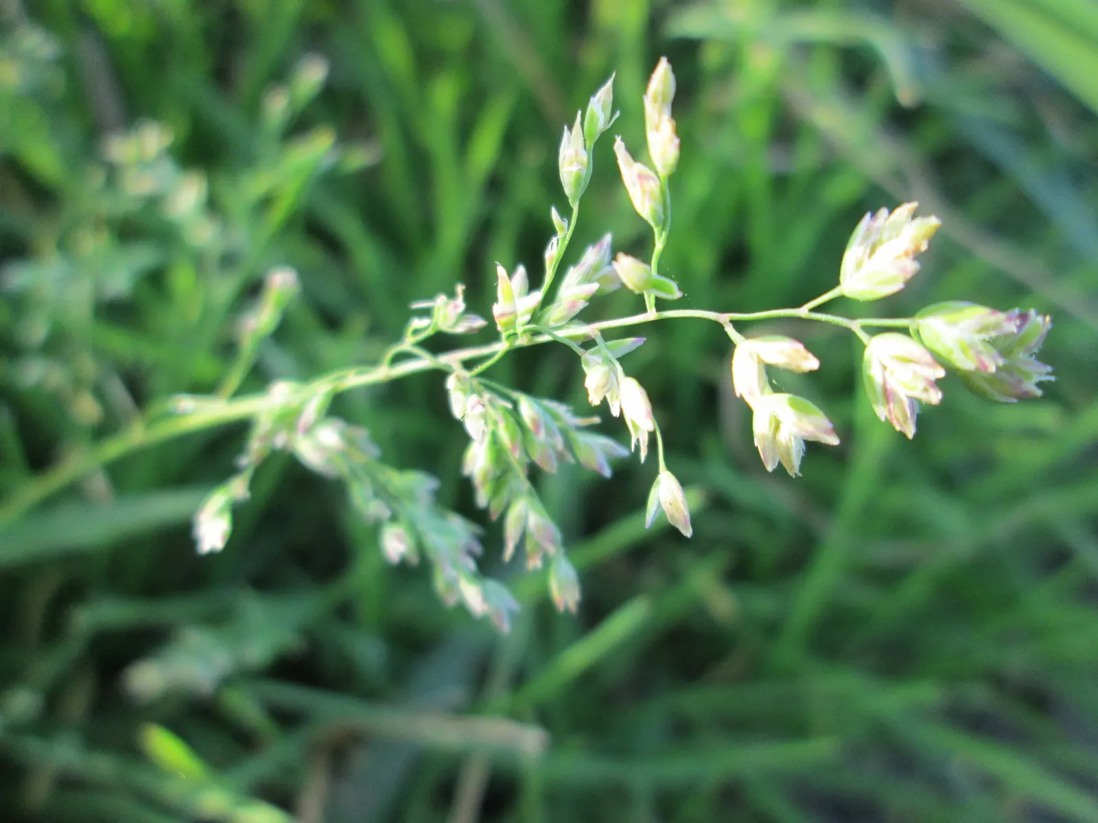 Bluegrass (Poa Annua) — This grass is also known for its shallow root system; requires regular mowing to maintain a neat appearance in lawns and, image 68