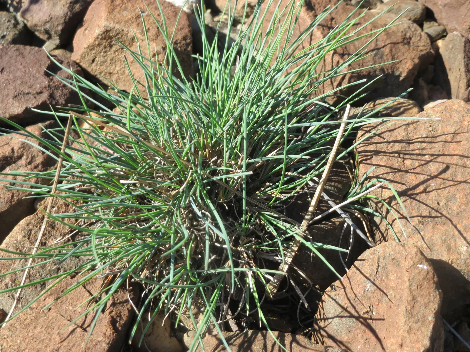 Bluegrass (Poa Annua) — scientifically known as Poa annua; its rapid growth and prolific seeding make it a temporary turfgrass or invasive weed