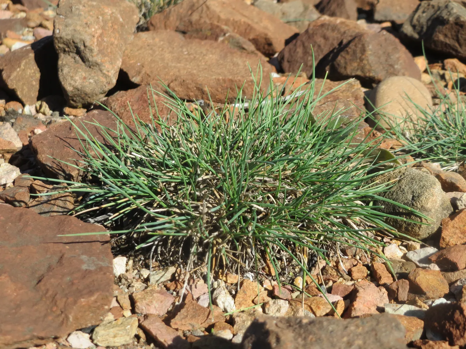Bluegrass (Poa Annua) — It flourishes in a wide range of soil conditions and has a preference for moist, well-drained soils; with recommended, image 46