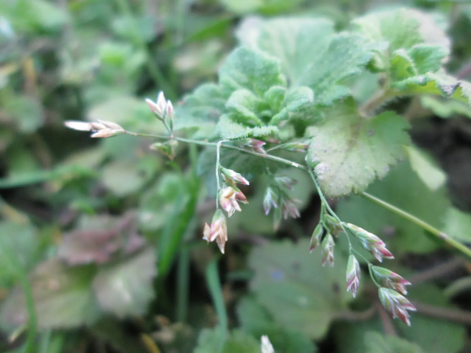 Bluegrass (Poa Annua) — Its rapid growth and prolific seeding make it a temporary turfgrass or invasive weed