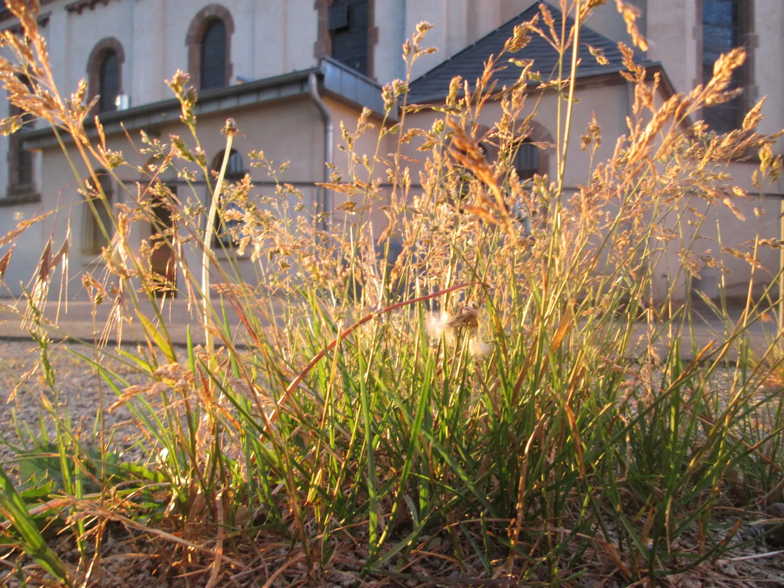Bluegrass (Poa Annua) — Preferring moist, fertile soils, it thrives in sun to partial shade; the plant typically grows to a modest 6 inches in, image 76