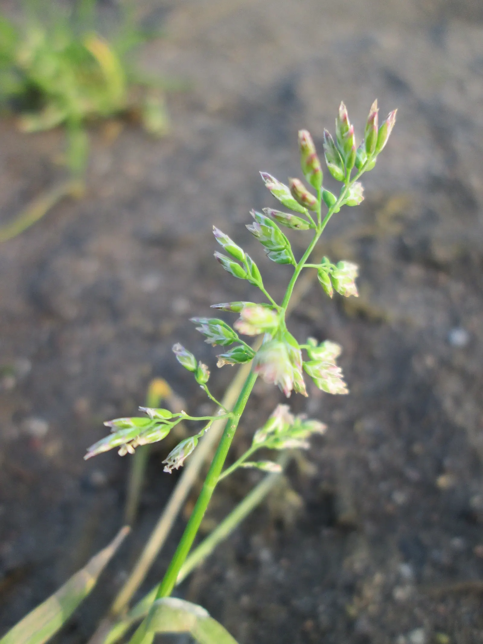 Bluegrass (Poa Annua) — Requires regular mowing to maintain a neat appearance in lawns and landscape designs; this grass is also known for its shallow root